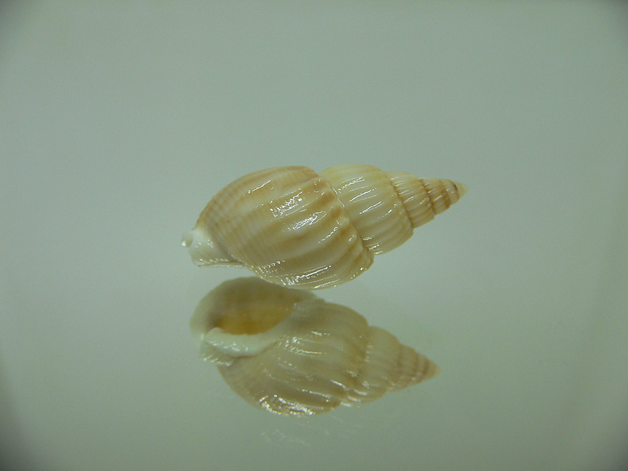 Nassarius variciferus ALBINO