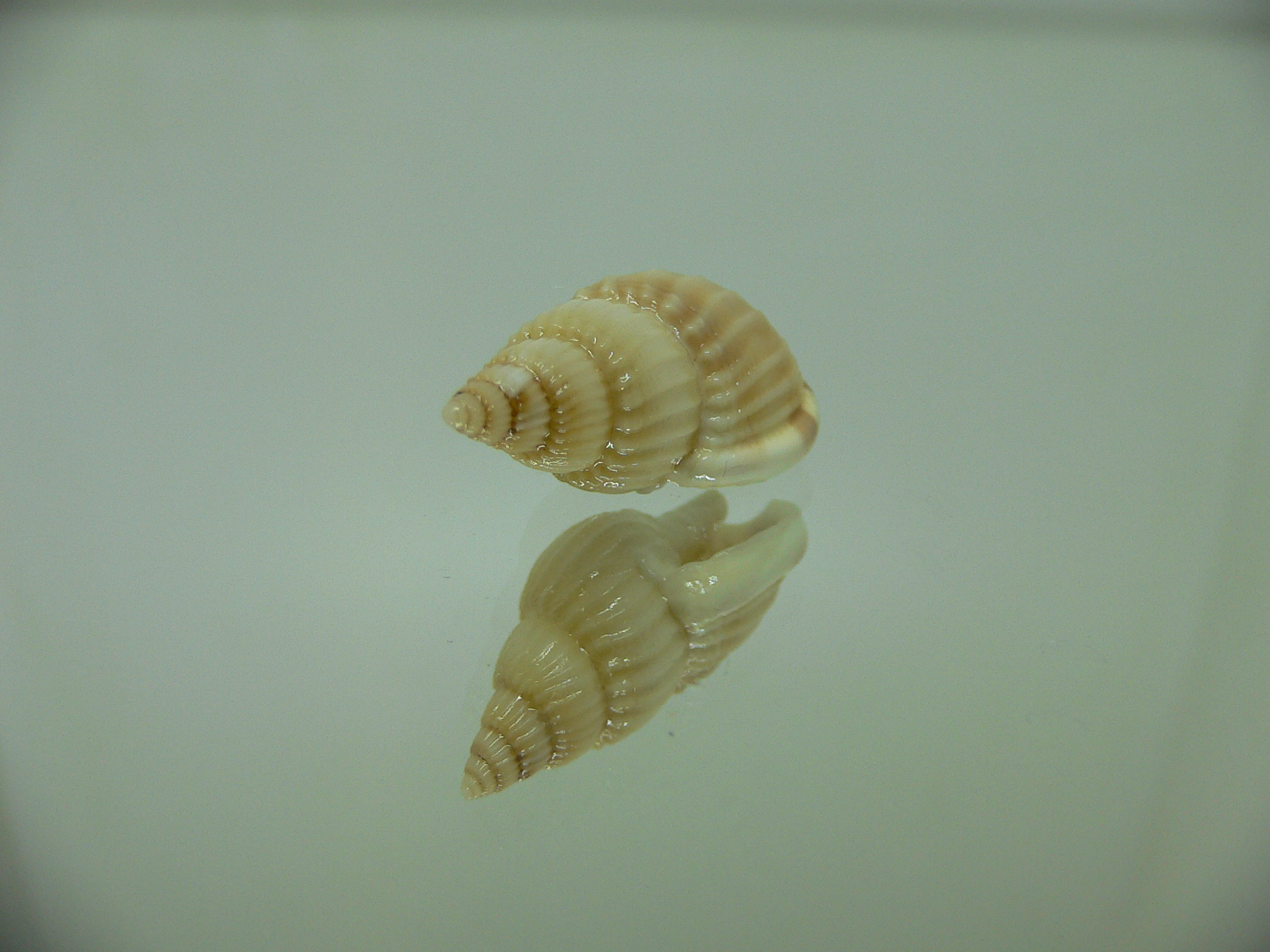 Nassarius variciferus ALBINO