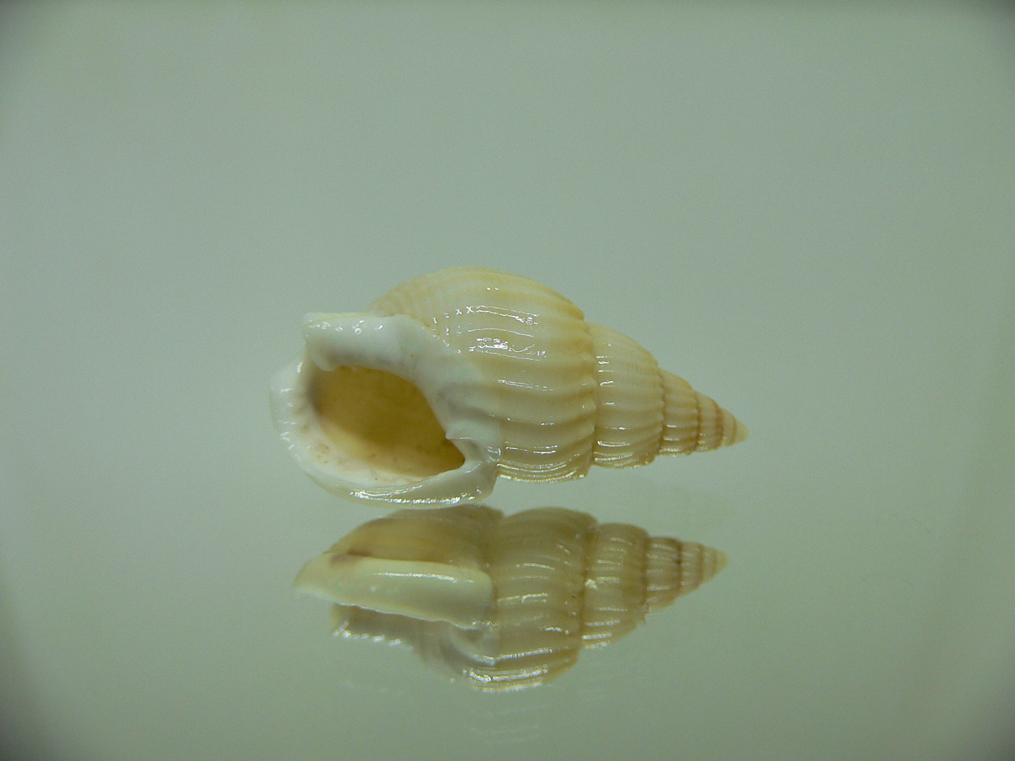 Nassarius variciferus ALBINO