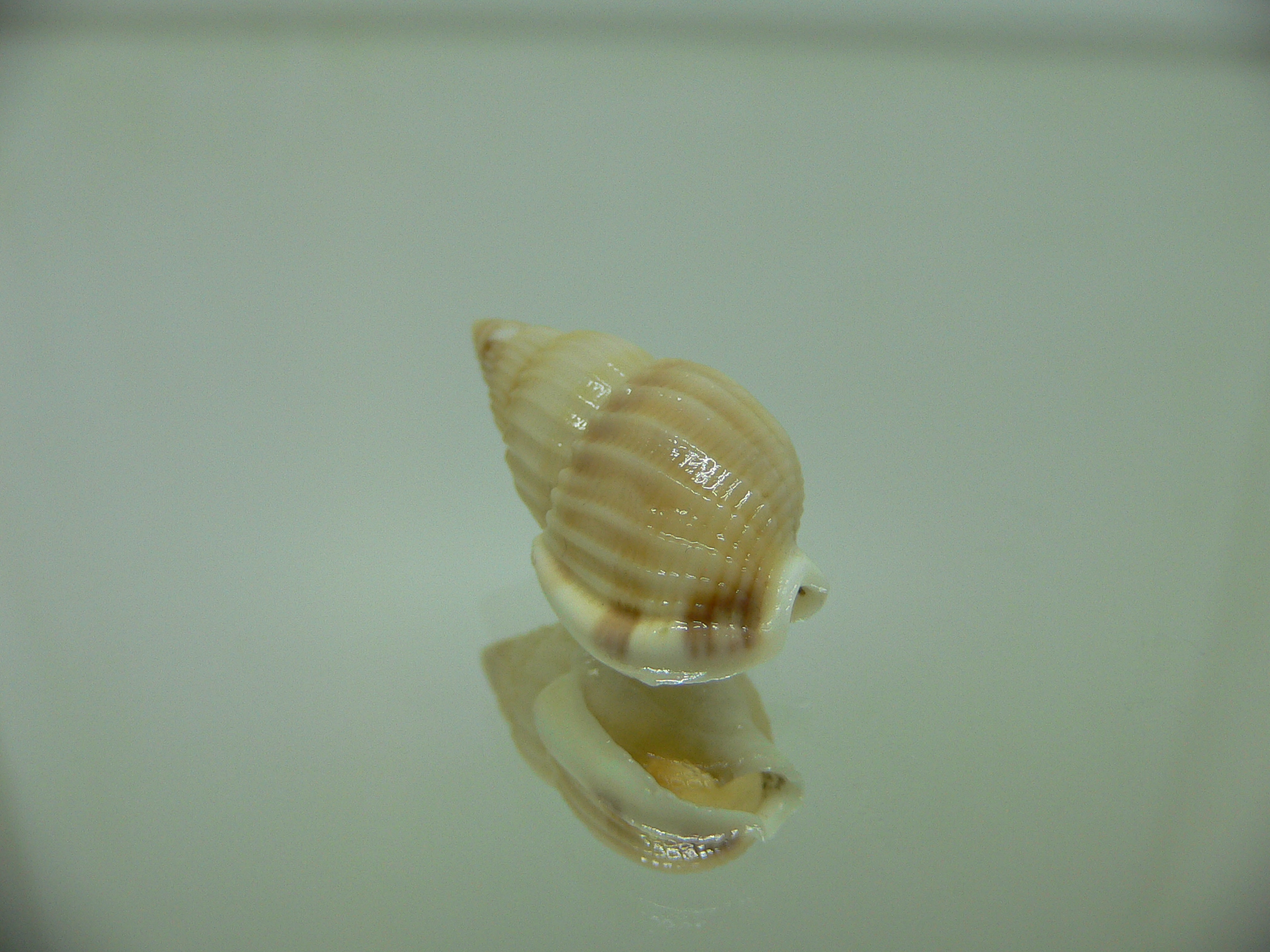 Nassarius variciferus ALBINO