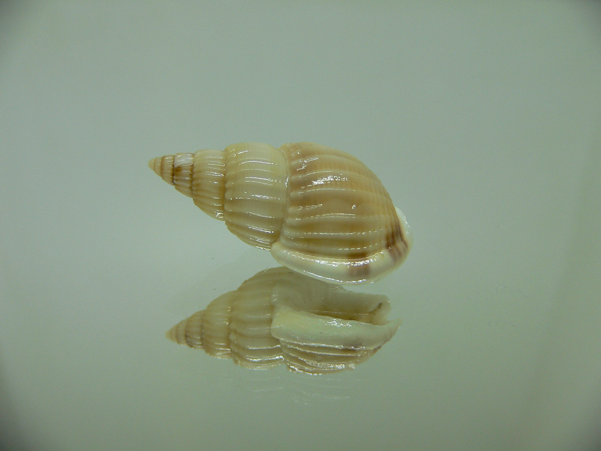 Nassarius variciferus ALBINO