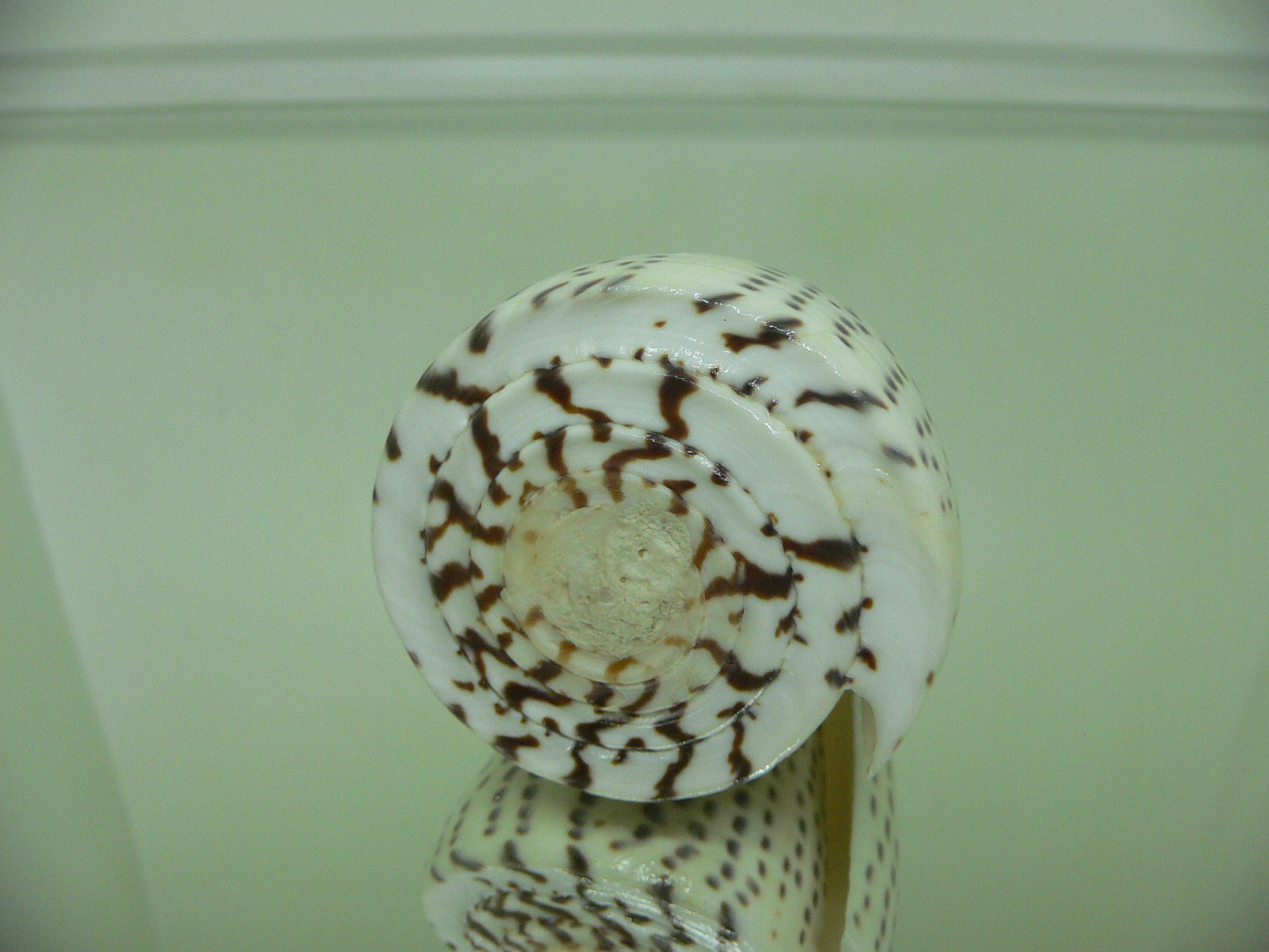 Conus leopardus HEAVY