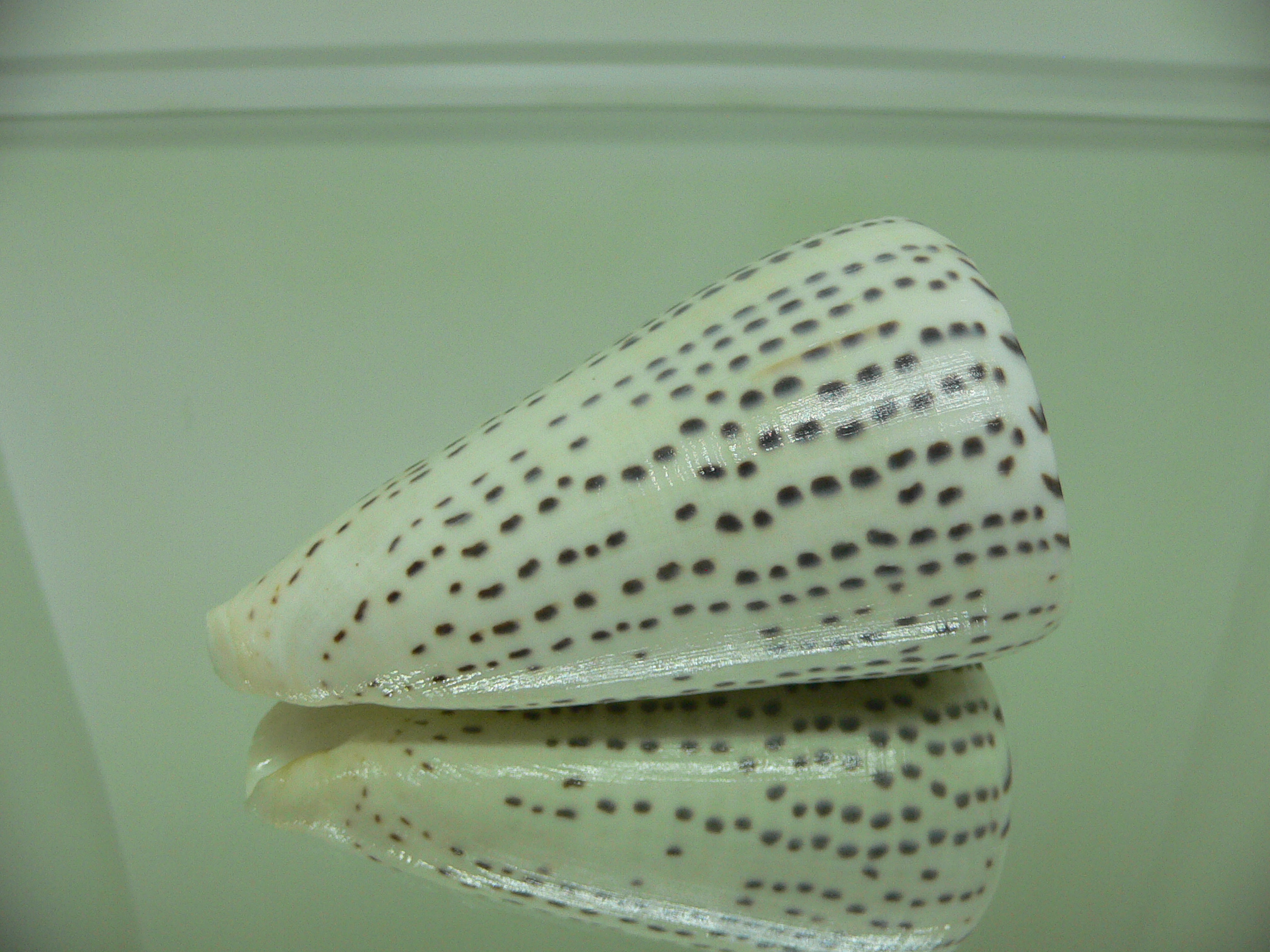 Conus leopardus HEAVY