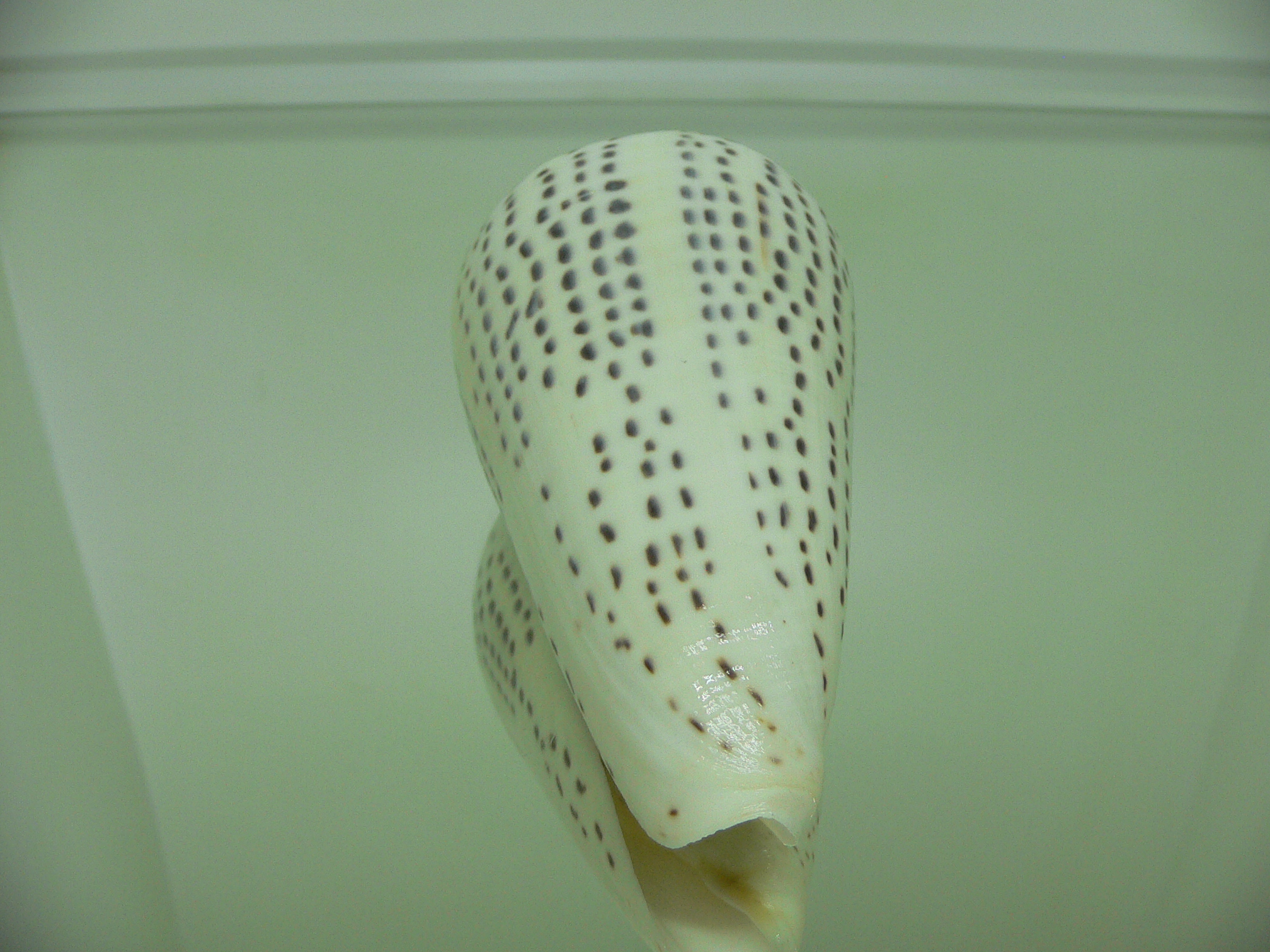 Conus leopardus HEAVY