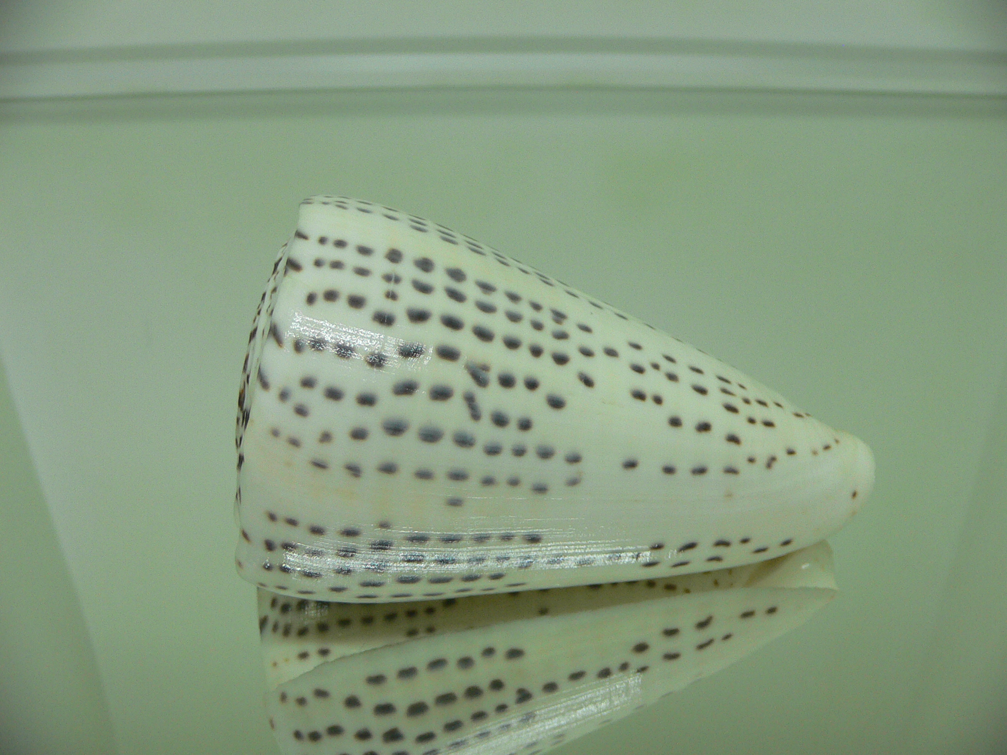 Conus leopardus HEAVY