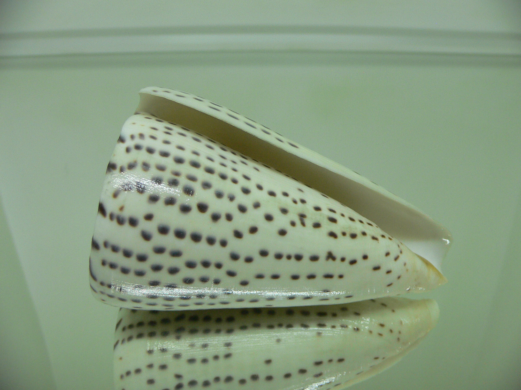 Conus leopardus HEAVY