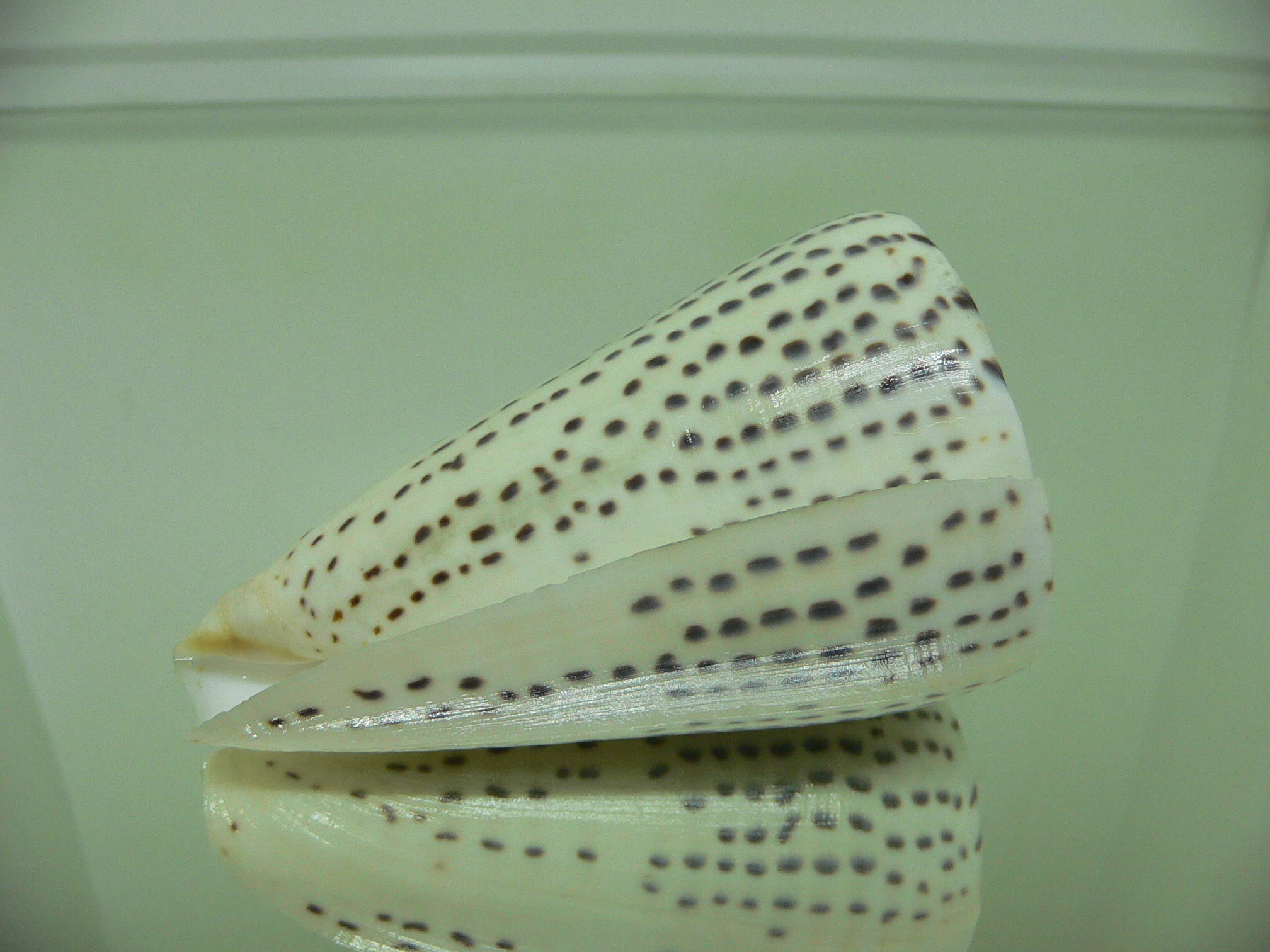 Conus leopardus HEAVY