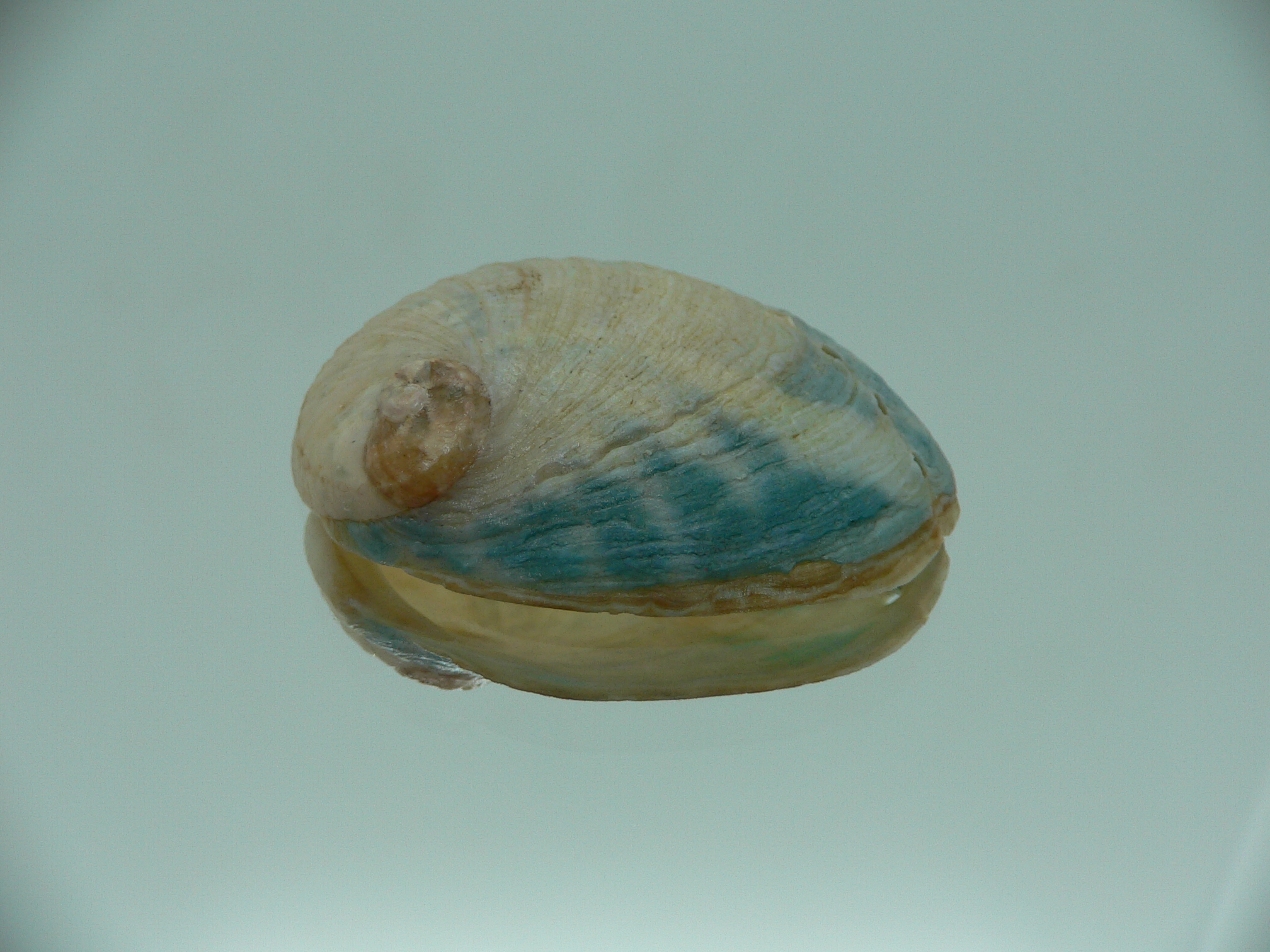Haliotis laevigata ENDEMIC