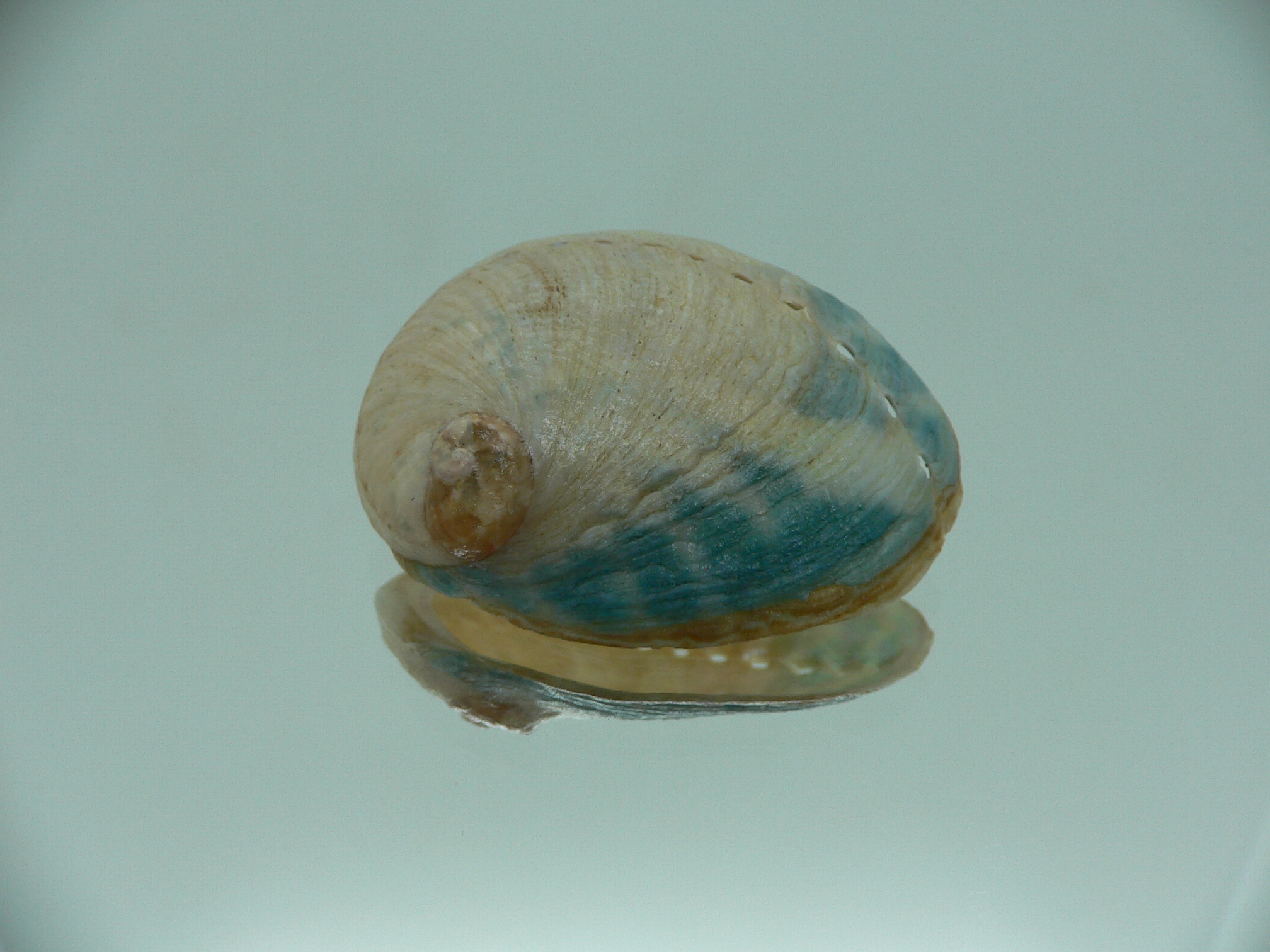 Haliotis laevigata ENDEMIC