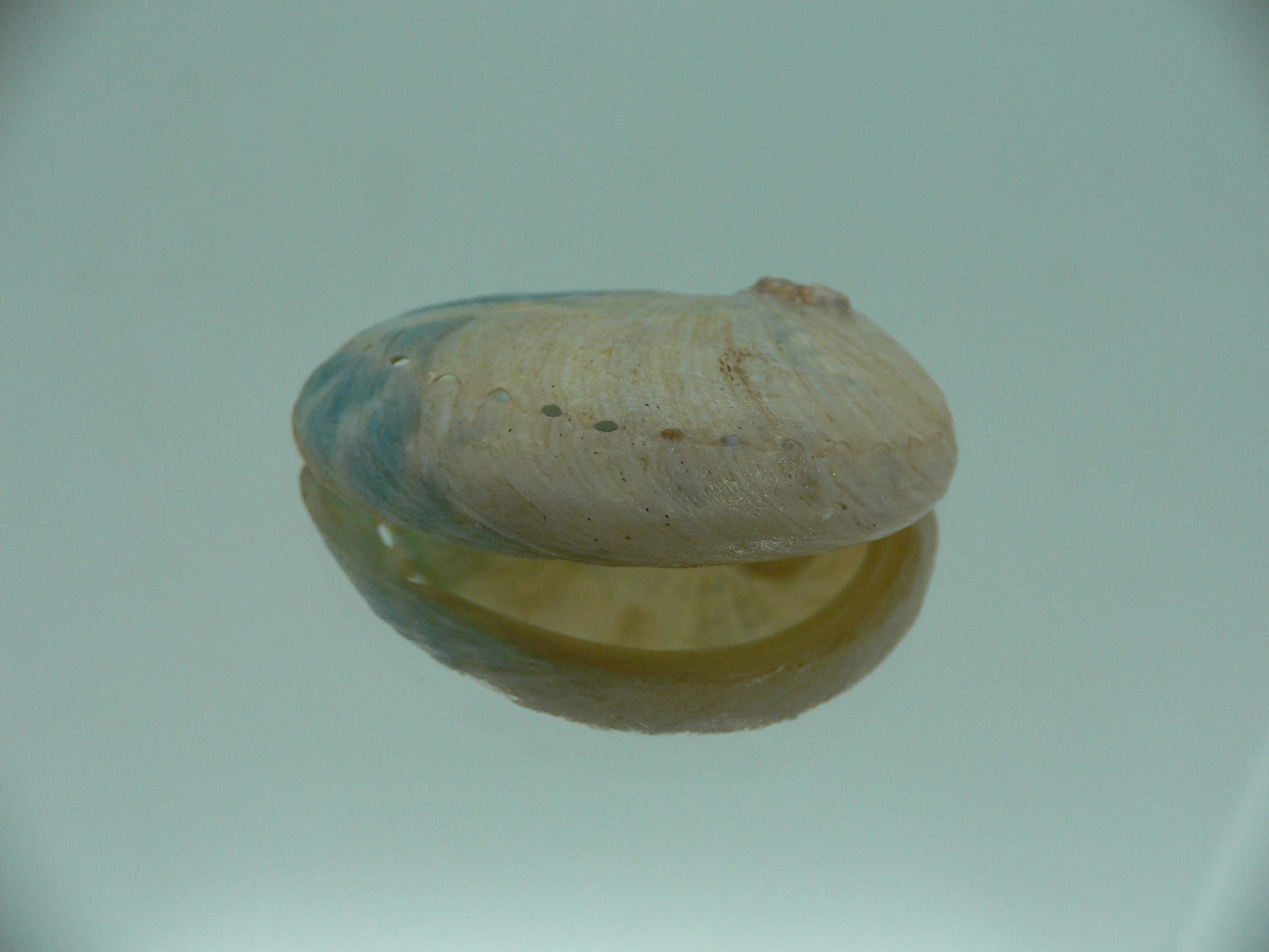 Haliotis laevigata ENDEMIC