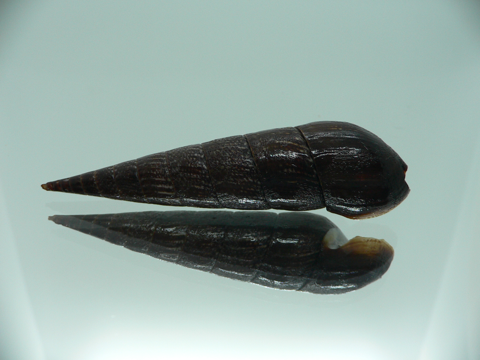 Faunus ater BIG & VERY DARK