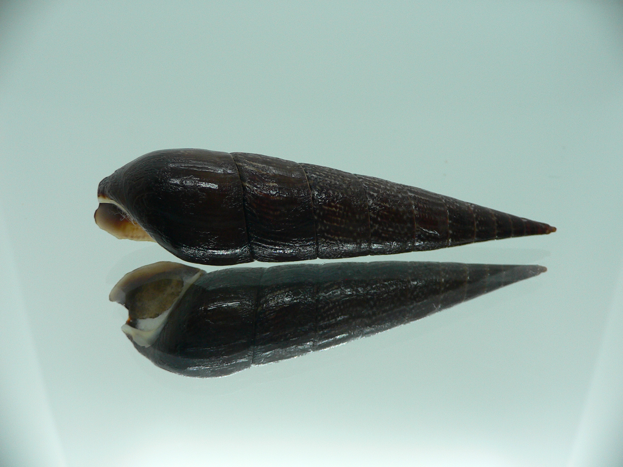 Faunus ater BIG & VERY DARK