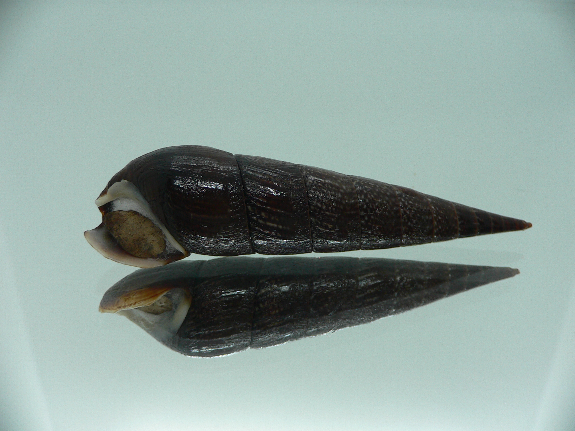 Faunus ater BIG & VERY DARK