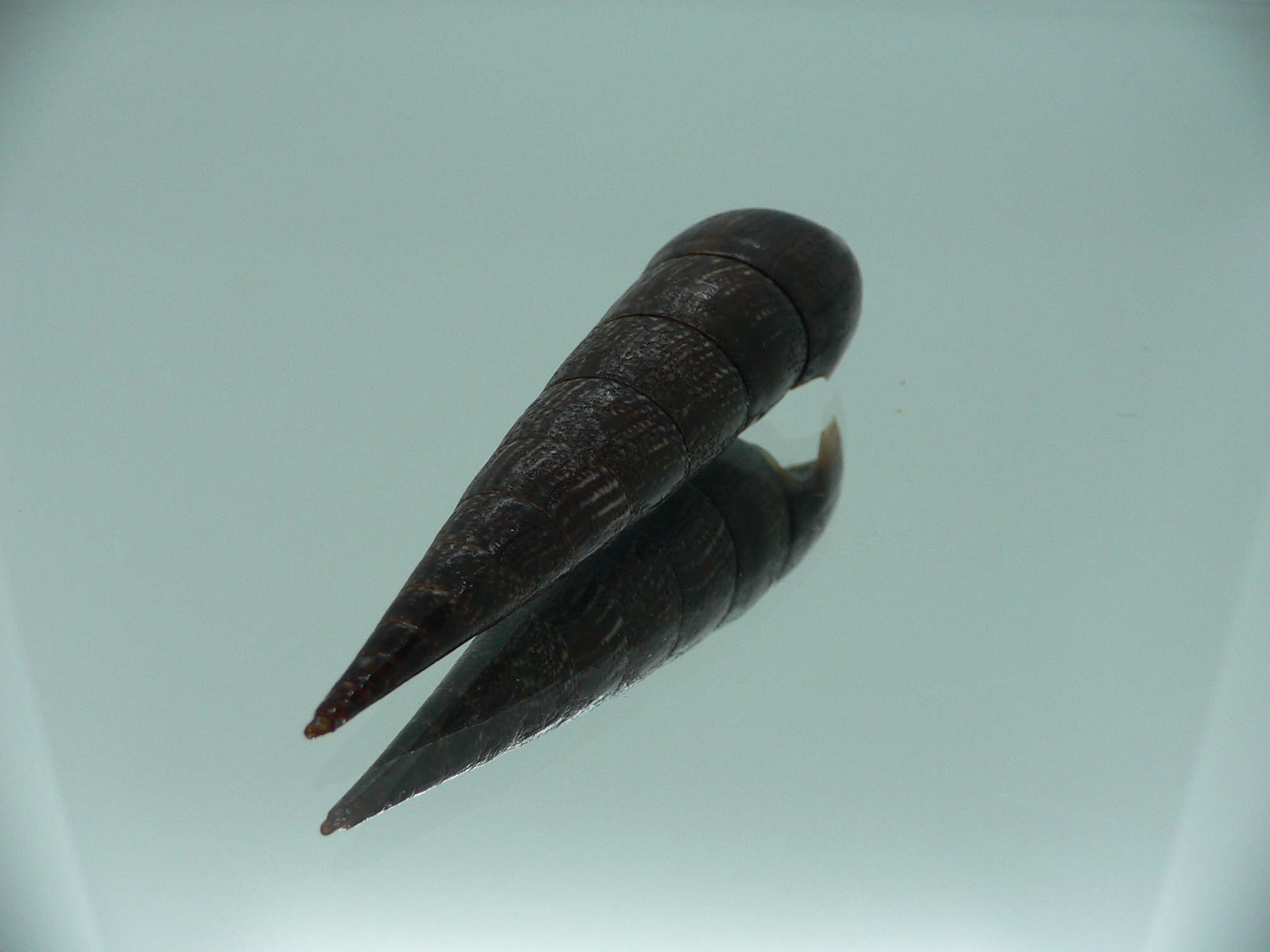 Faunus ater BIG & VERY DARK