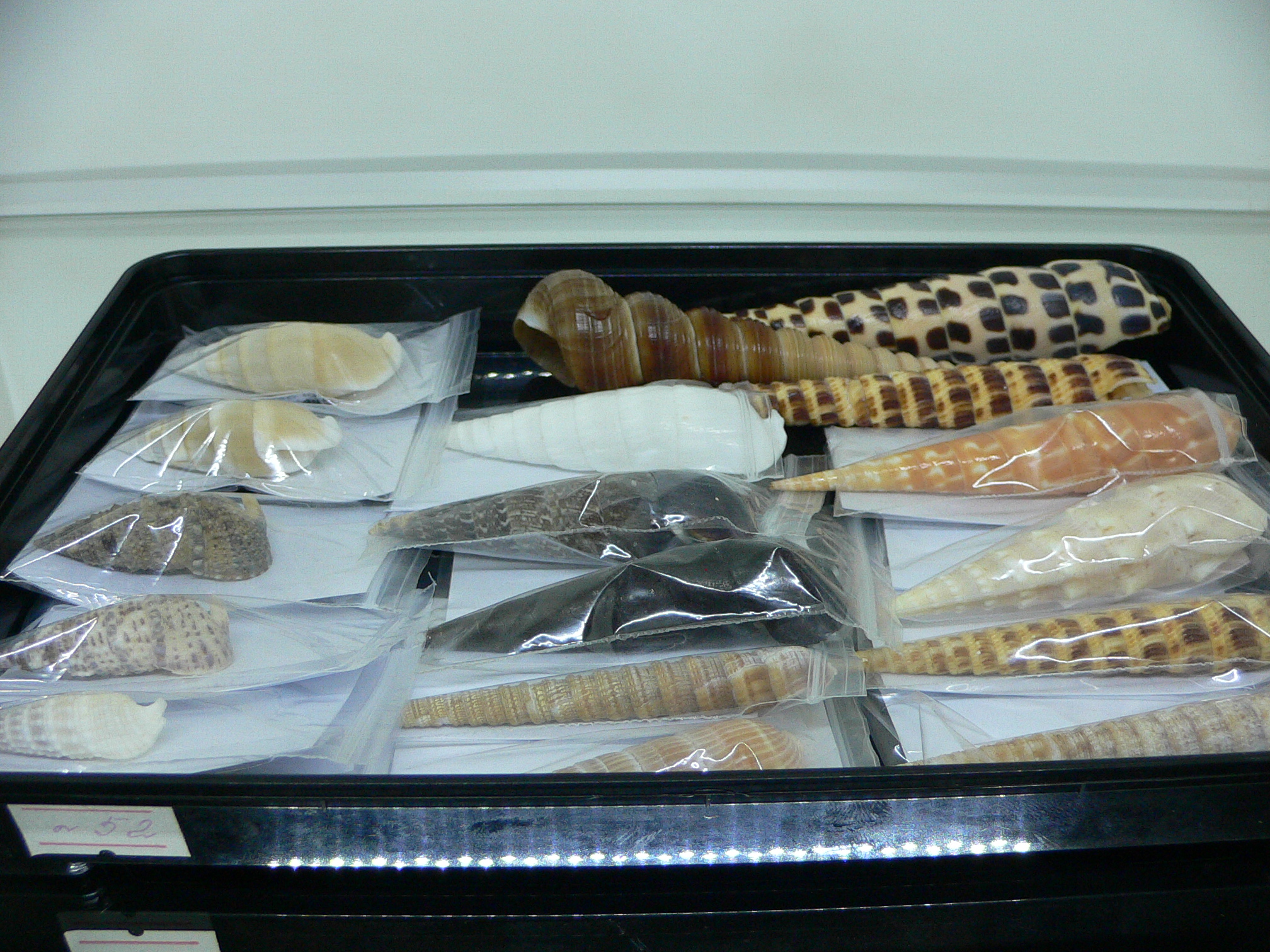 Faunus ater BIG & VERY DARK