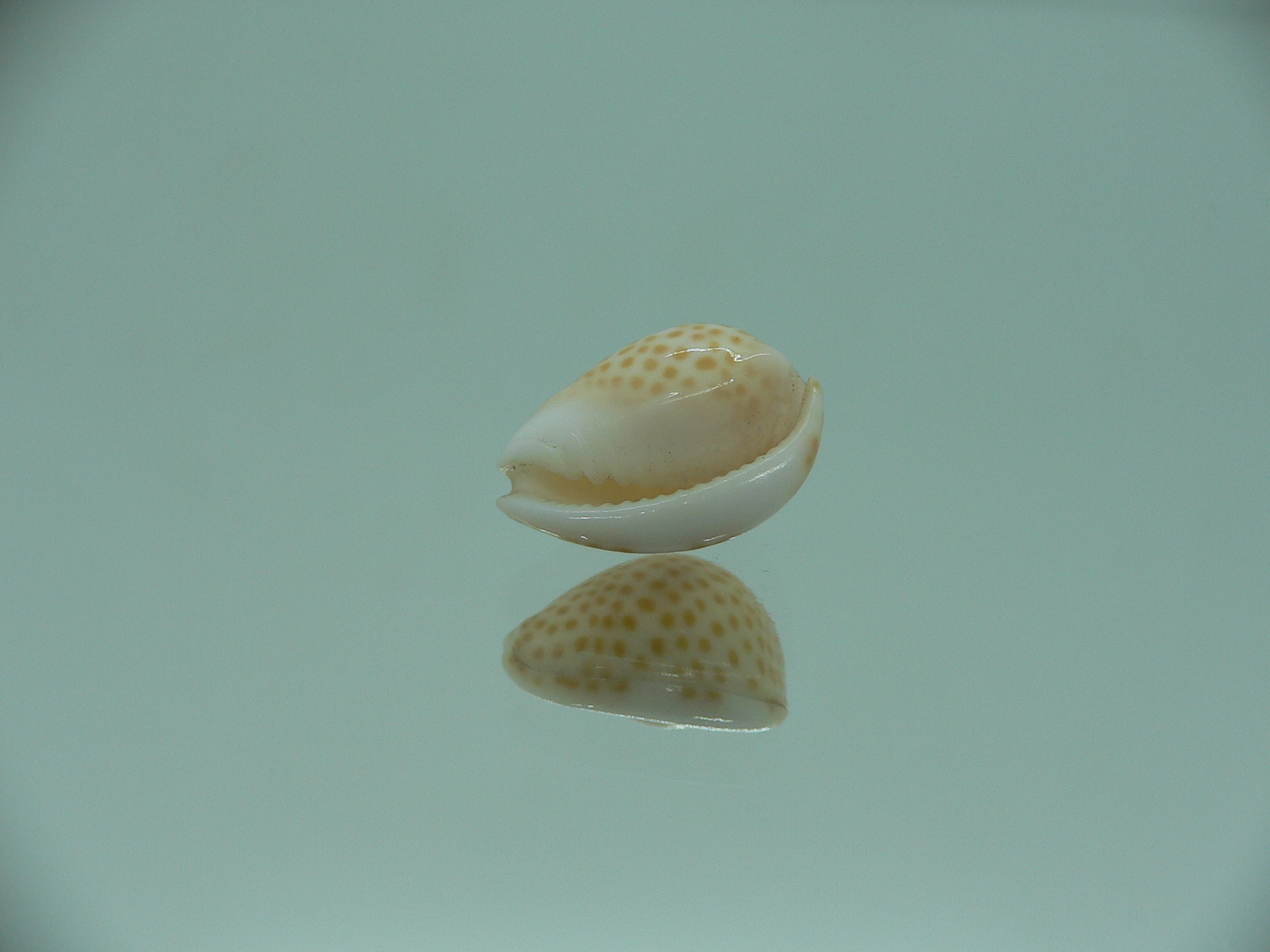 Persicula persicula IDEAL & WIDE