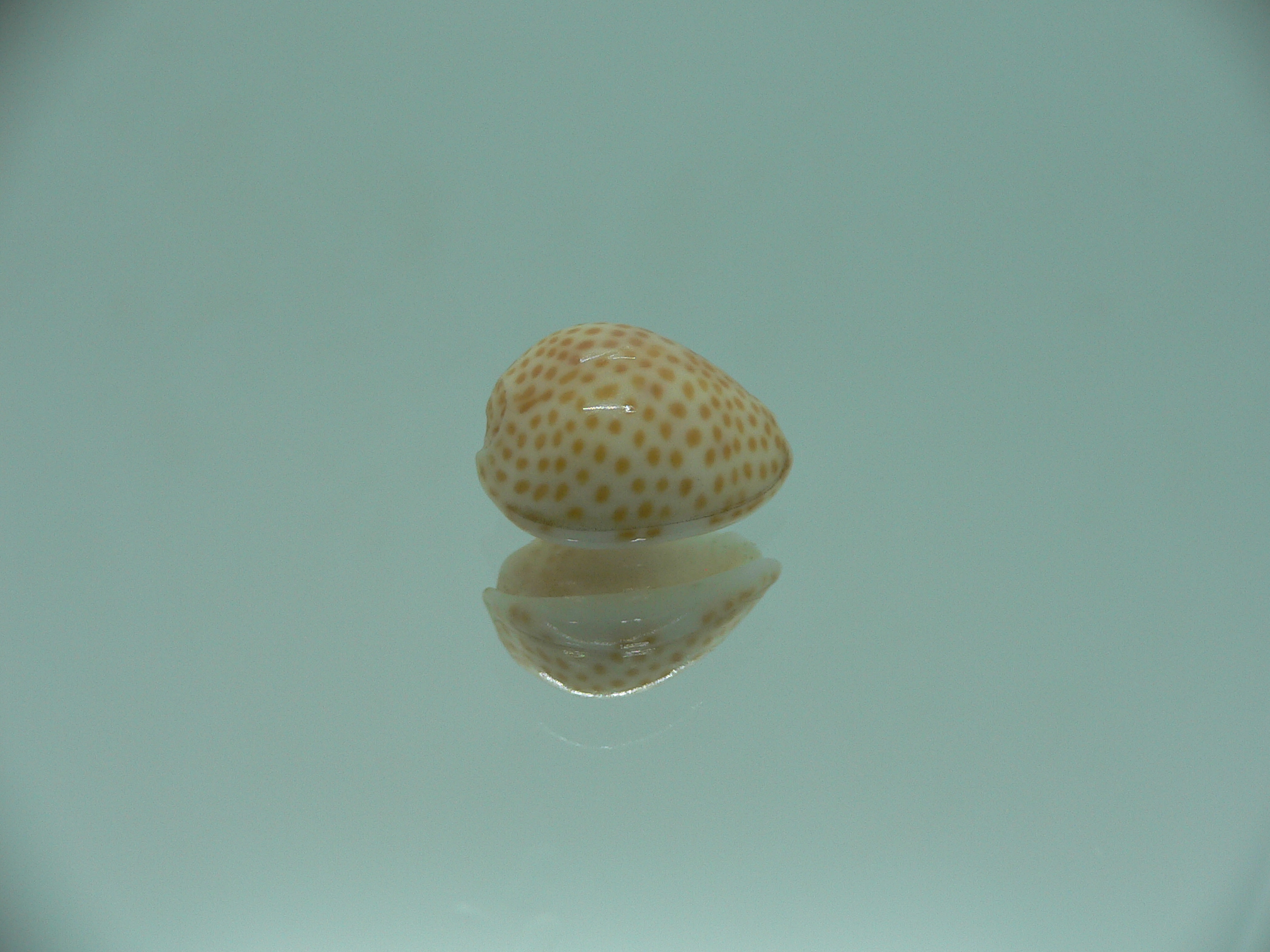 Persicula persicula IDEAL & WIDE