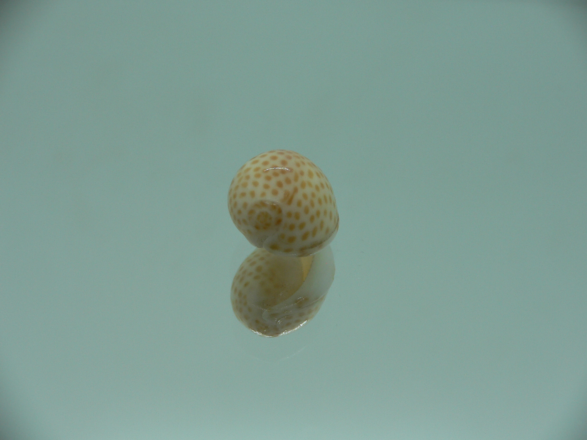 Persicula persicula IDEAL & WIDE