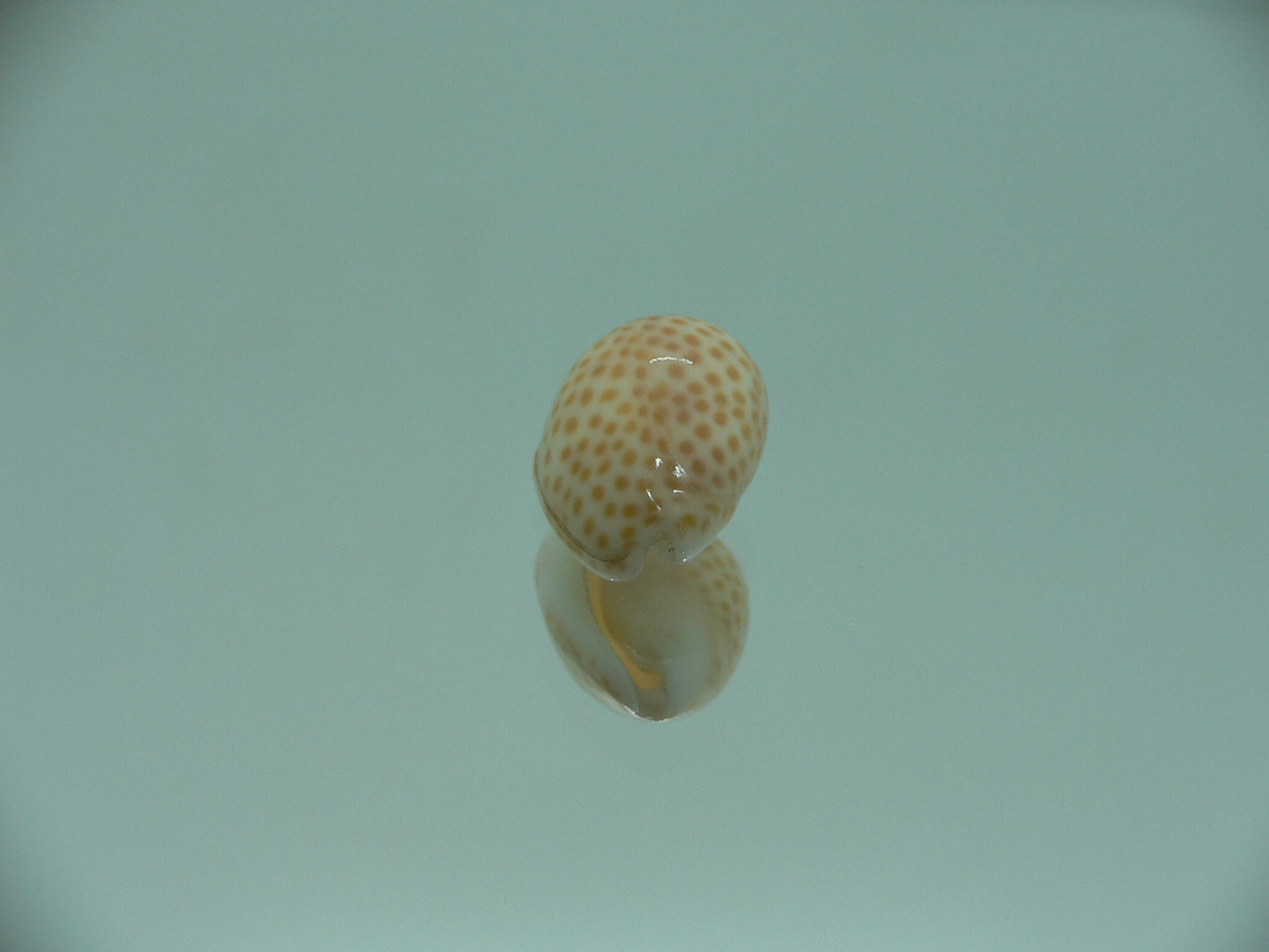 Persicula persicula IDEAL & WIDE