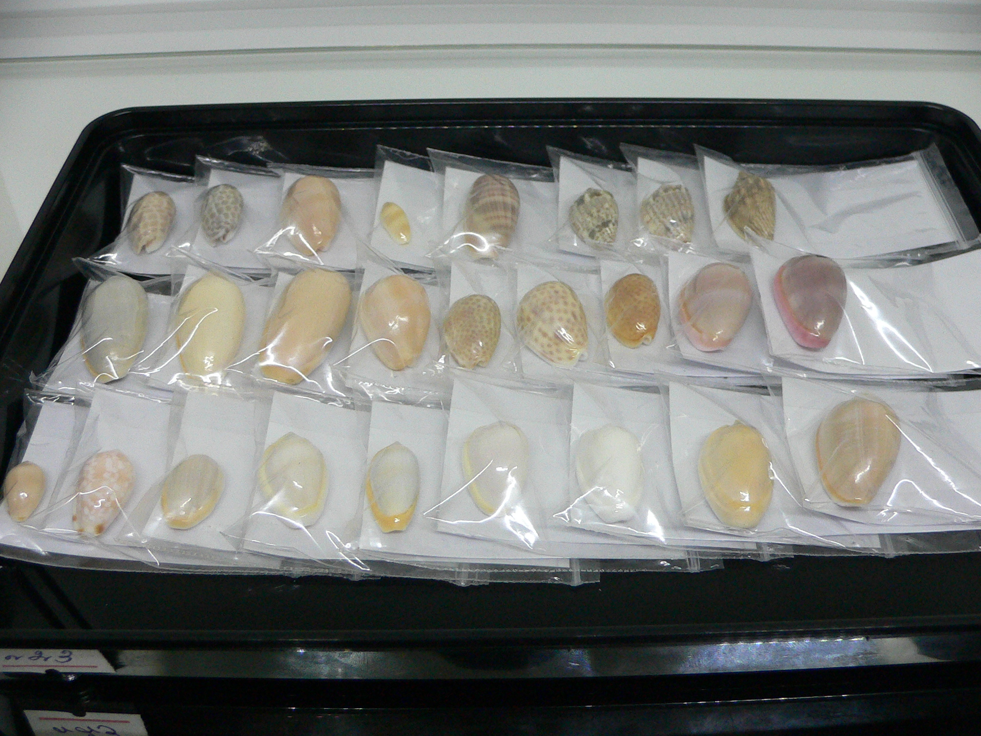 Persicula persicula IDEAL & WIDE