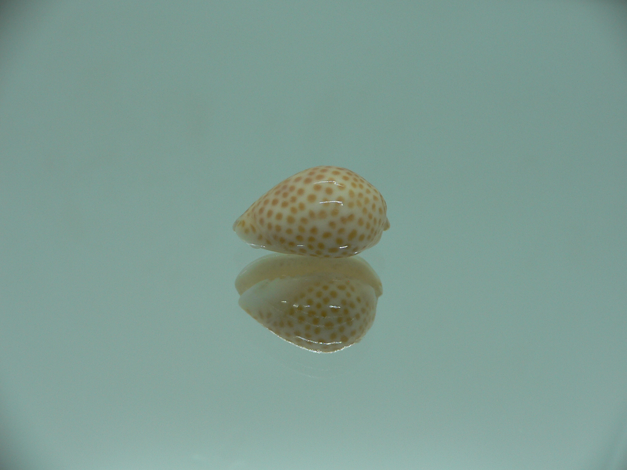 Persicula persicula IDEAL & WIDE