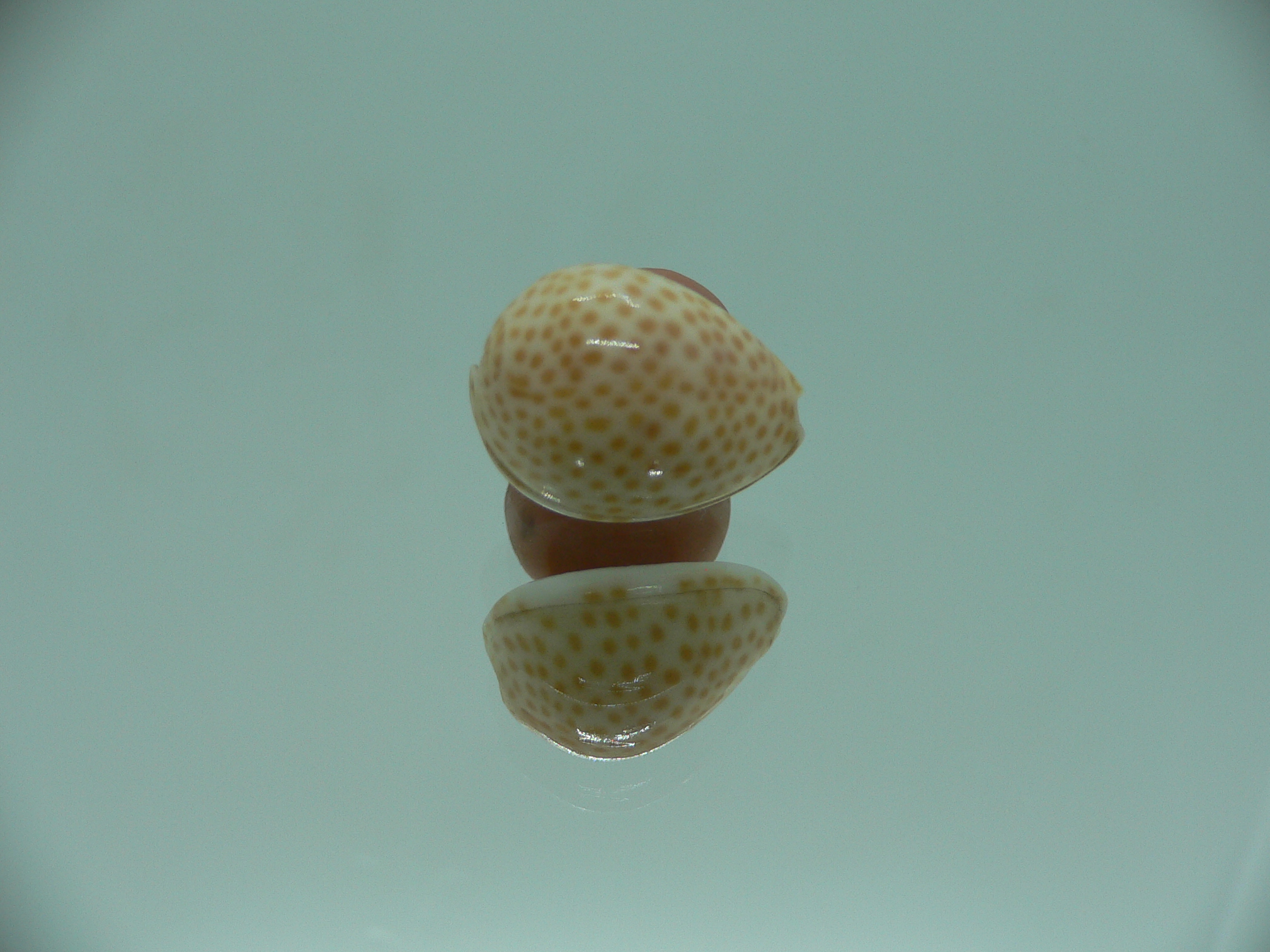 Persicula persicula IDEAL & WIDE