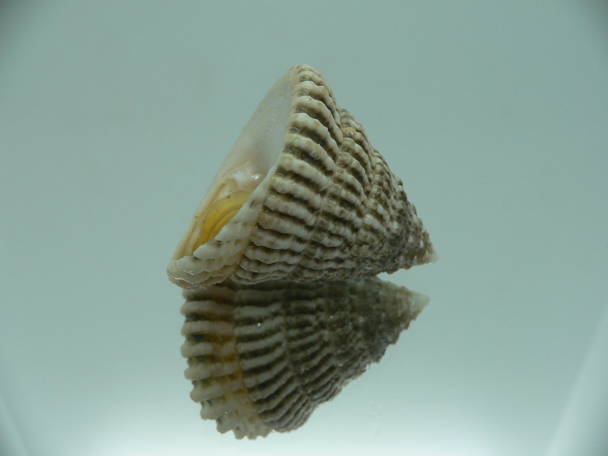 Tectus architectonicus COLOR