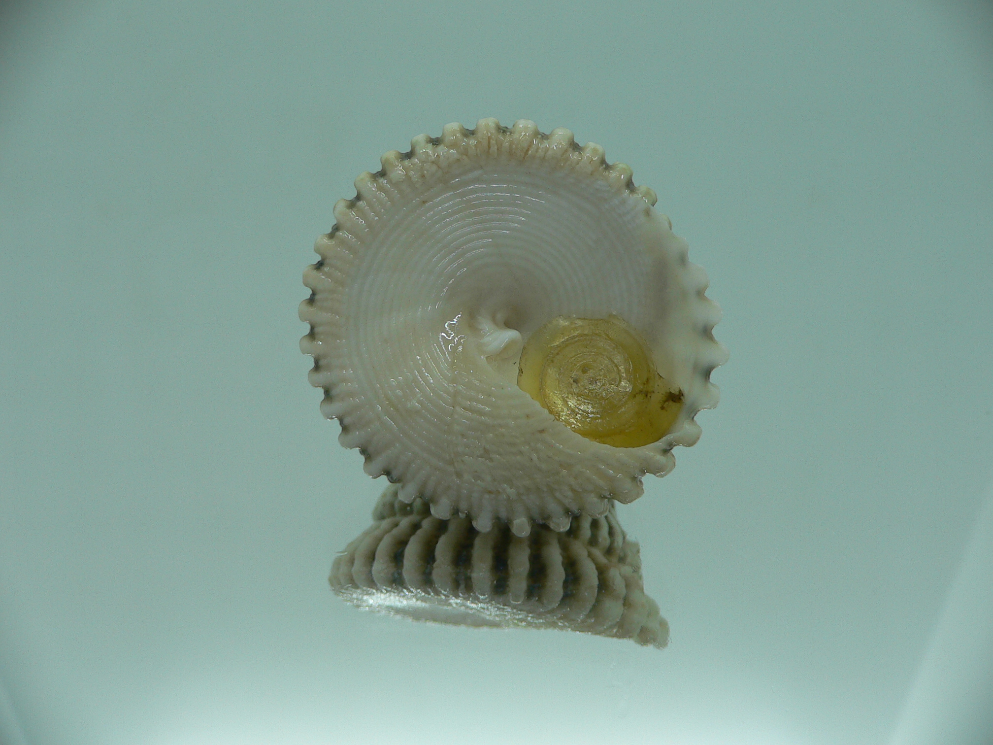 Tectus architectonicus COLOR