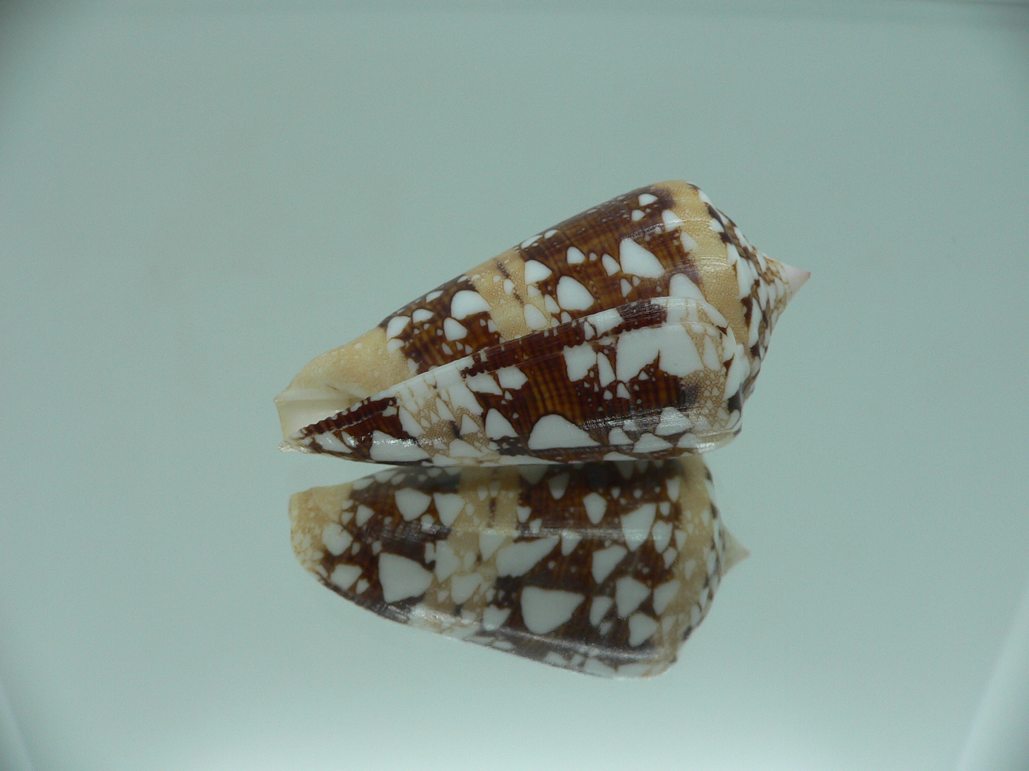 Conus ammiralis ammiralis IDEAL & SUPER COLOR