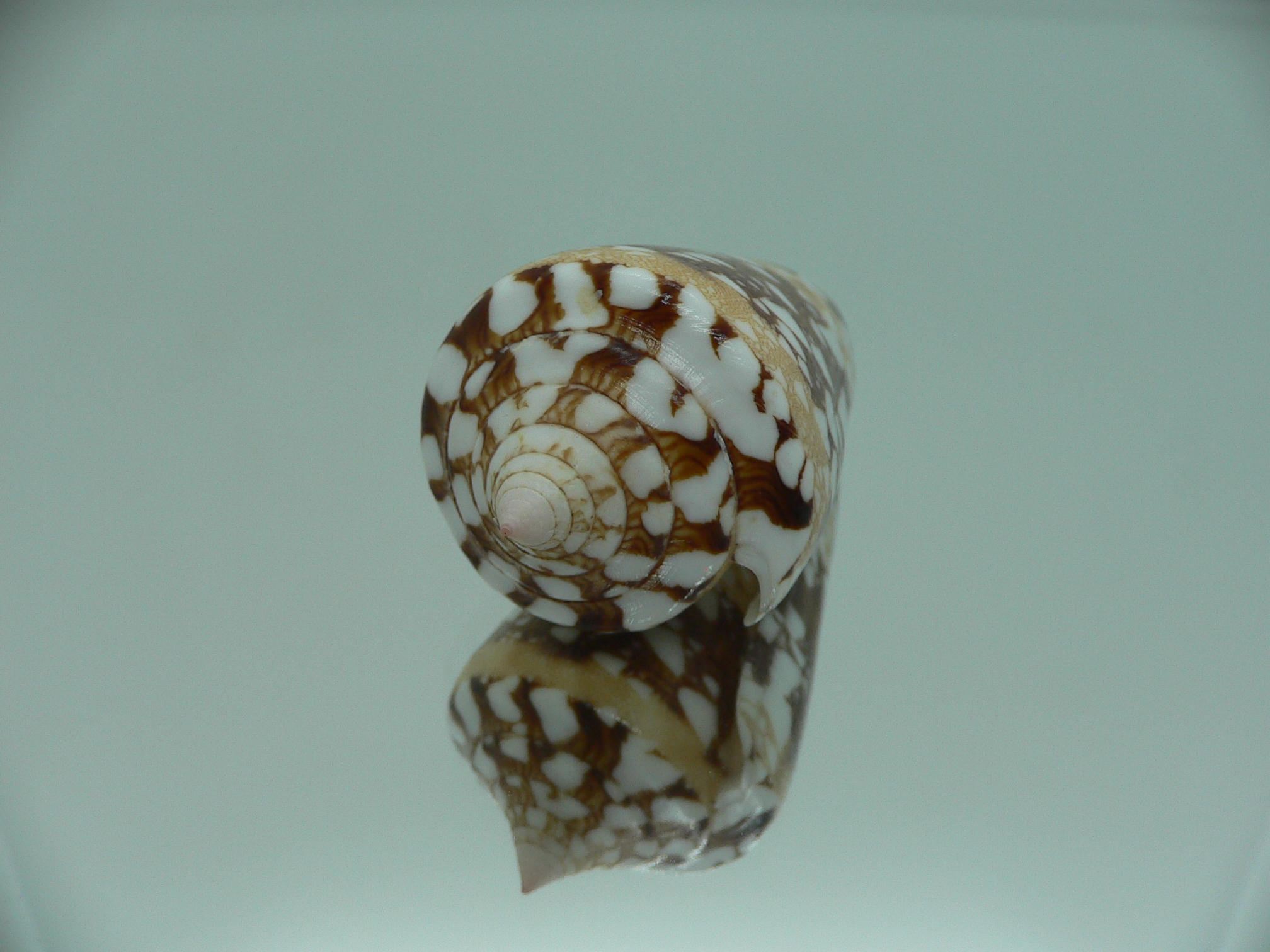 Conus ammiralis ammiralis IDEAL & SUPER COLOR