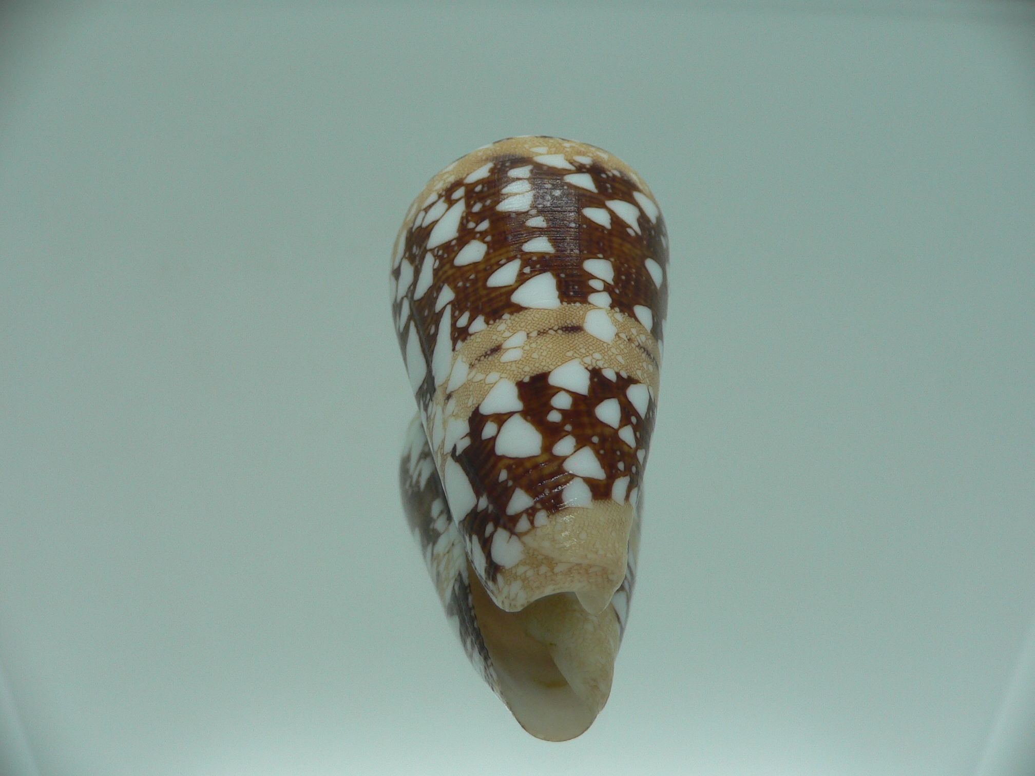 Conus ammiralis ammiralis IDEAL & SUPER COLOR