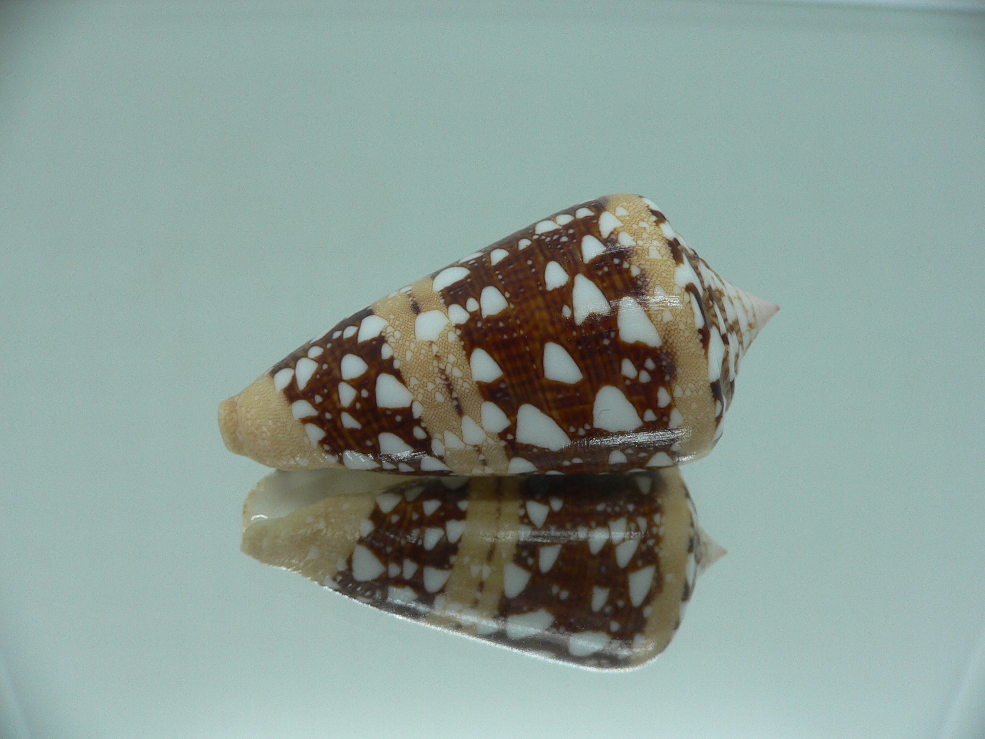 Conus ammiralis ammiralis IDEAL & SUPER COLOR