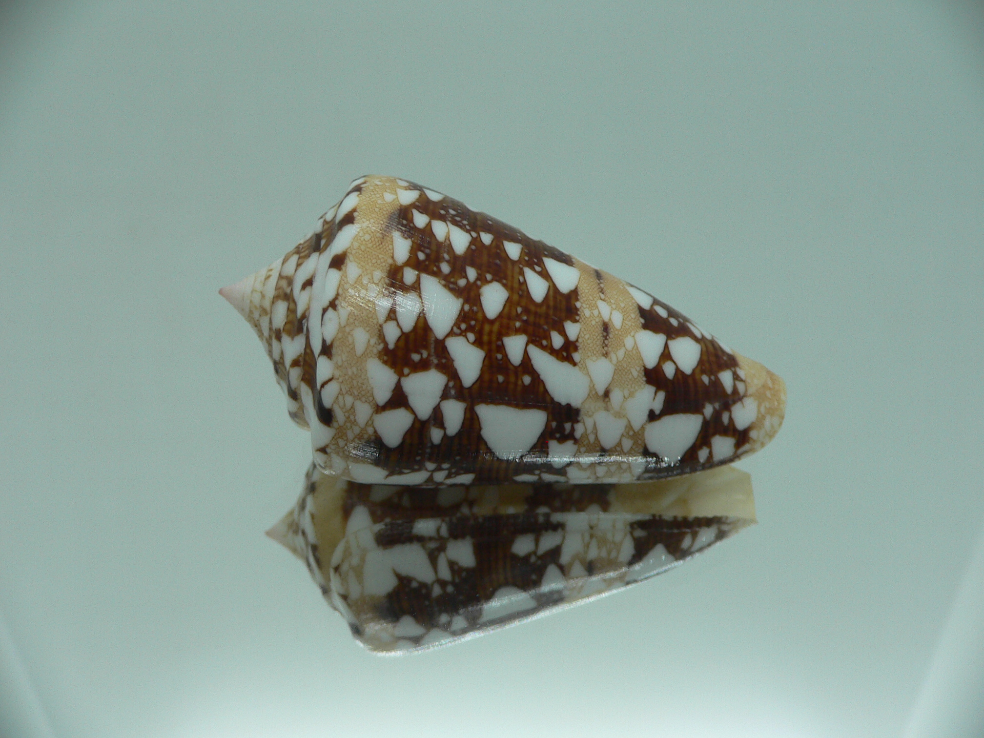 Conus ammiralis ammiralis IDEAL & SUPER COLOR