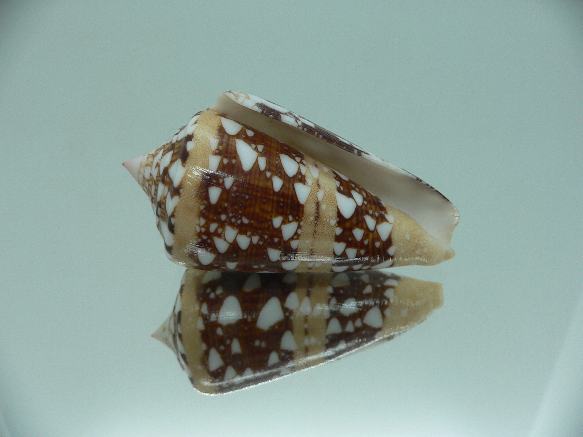Conus ammiralis ammiralis IDEAL & SUPER COLOR