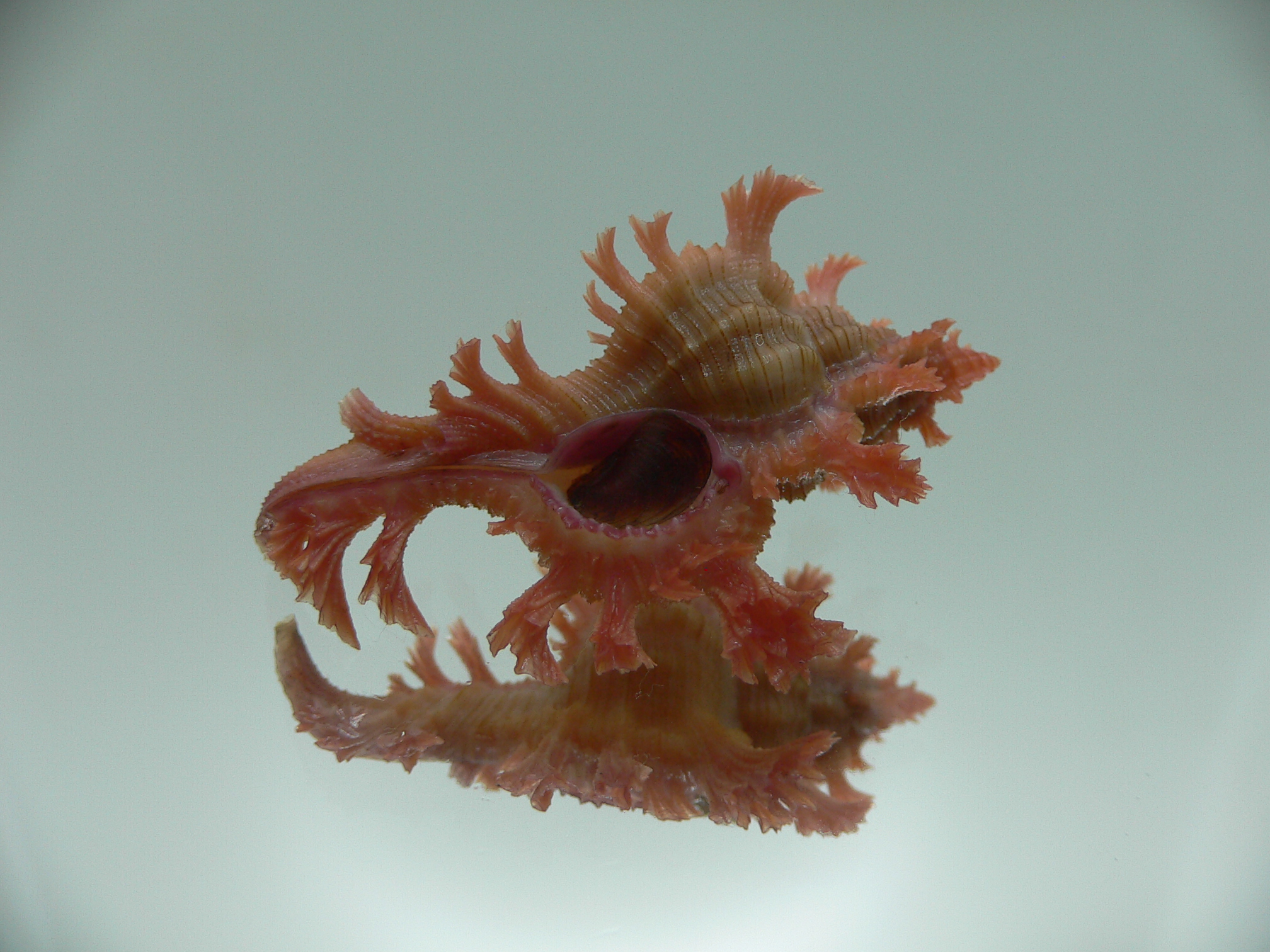 Chicoreus nobilis SUPER IDEAL