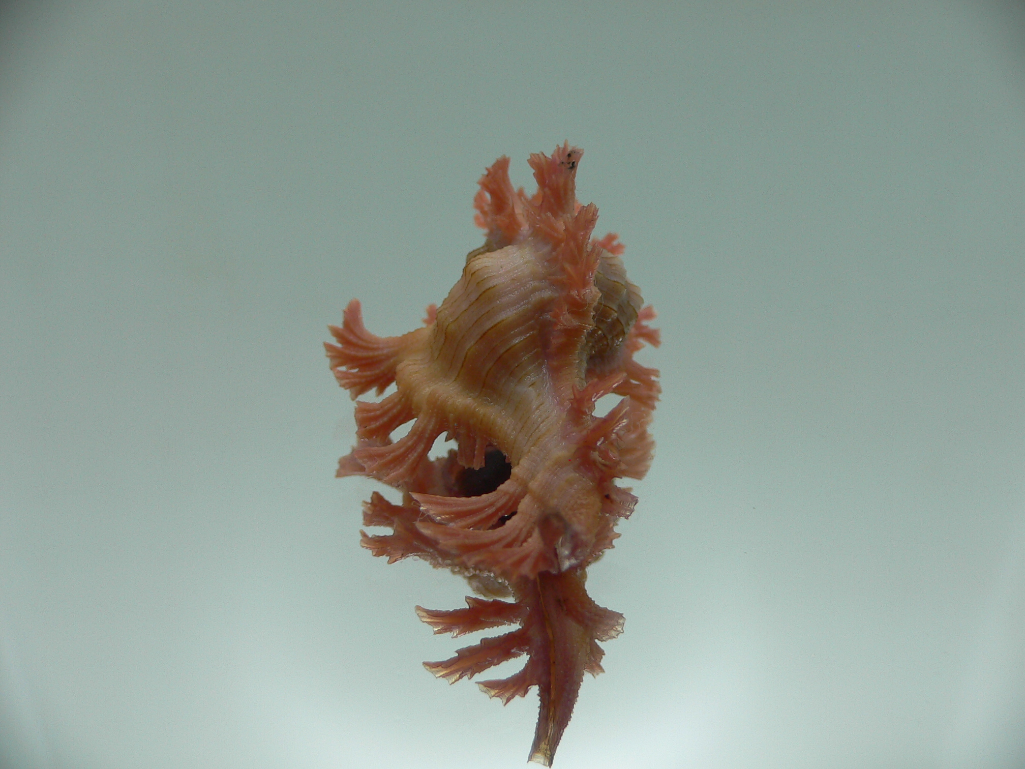 Chicoreus nobilis SUPER IDEAL