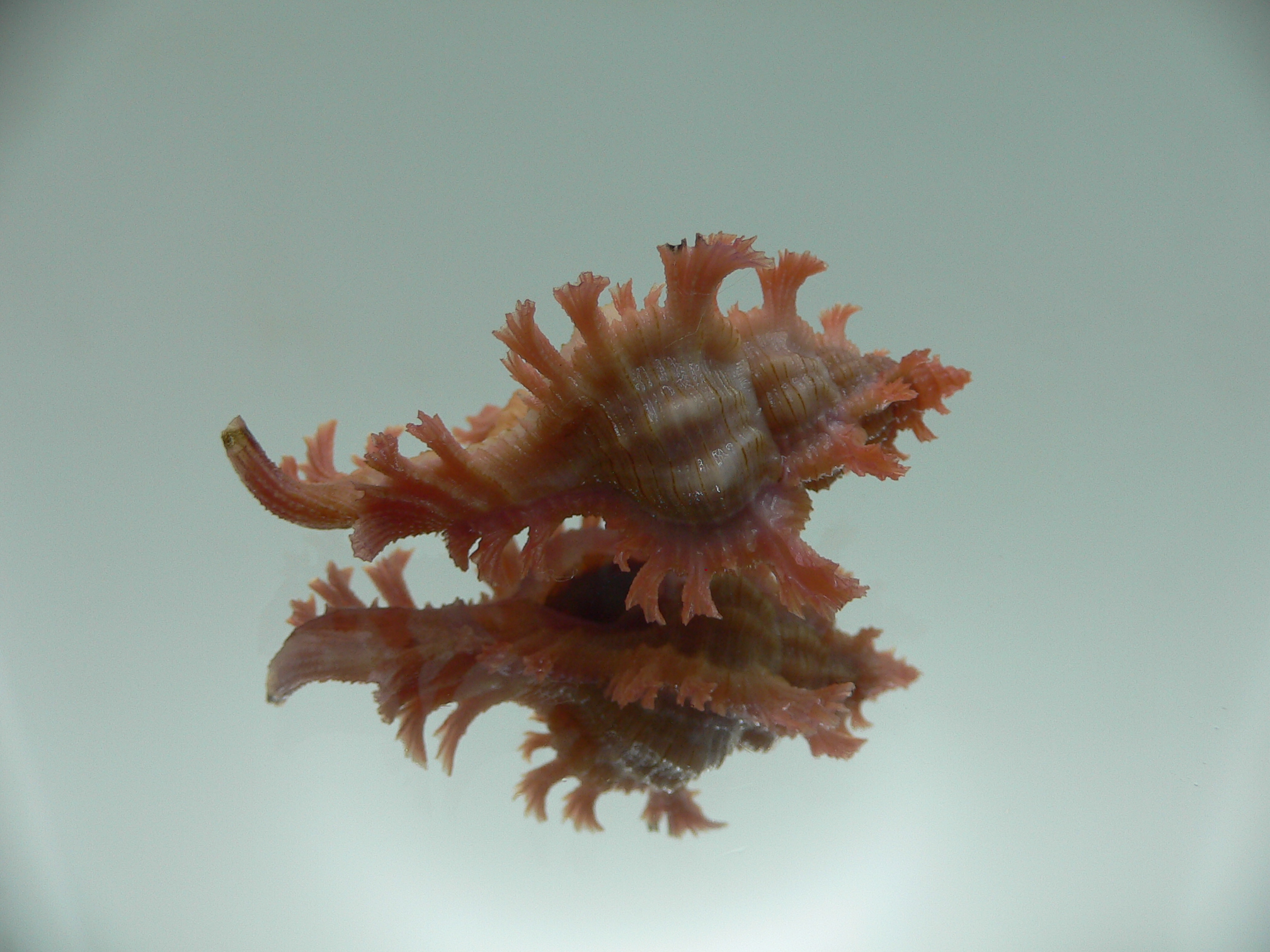 Chicoreus nobilis SUPER IDEAL