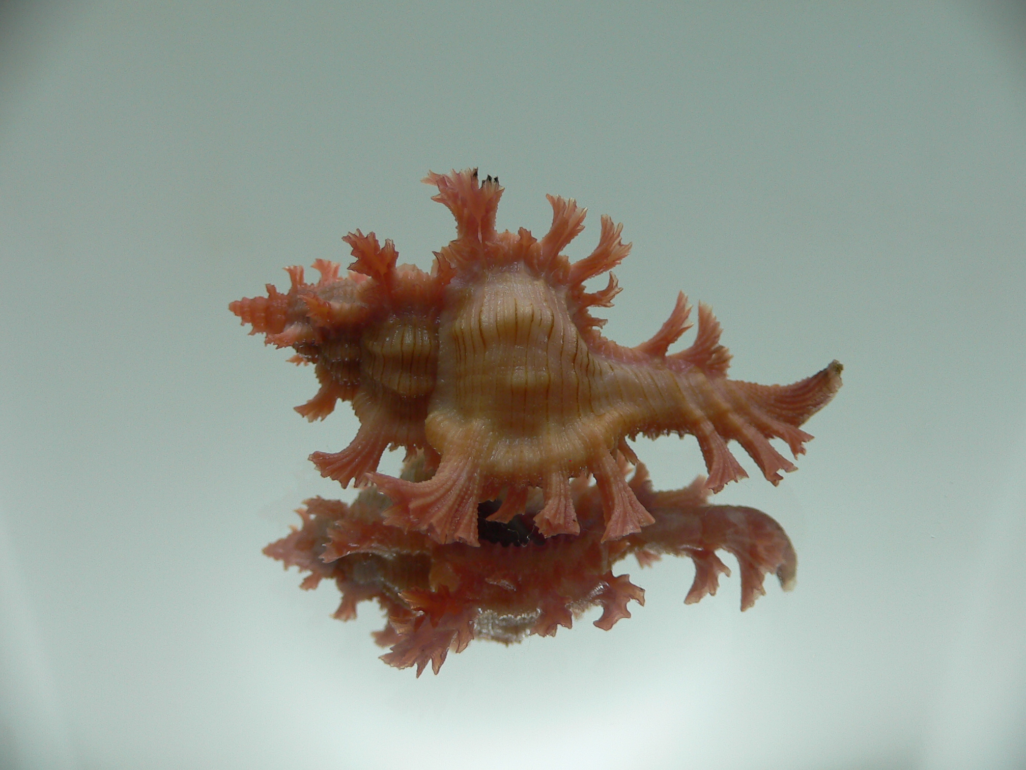 Chicoreus nobilis SUPER IDEAL