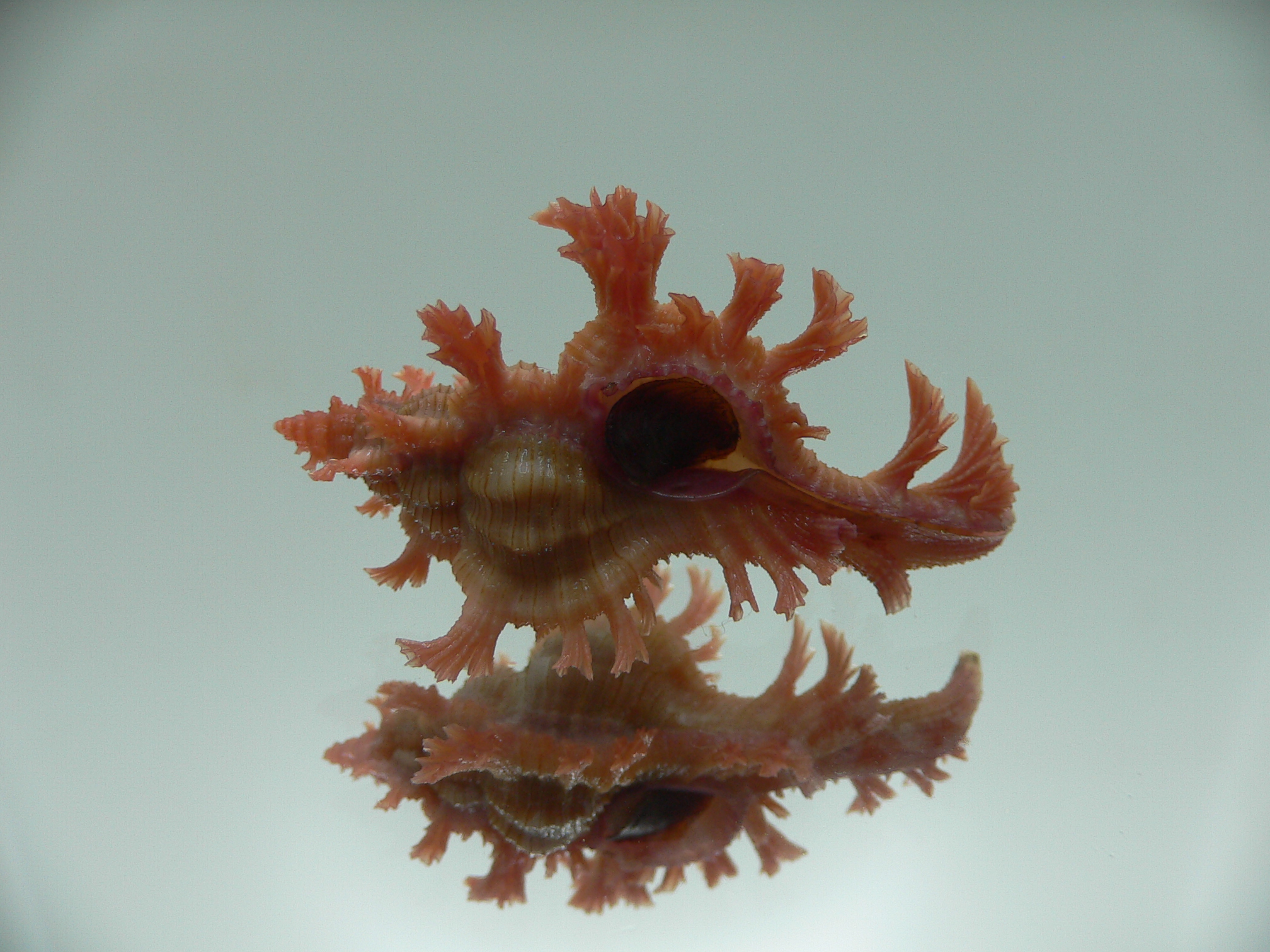 Chicoreus nobilis SUPER IDEAL