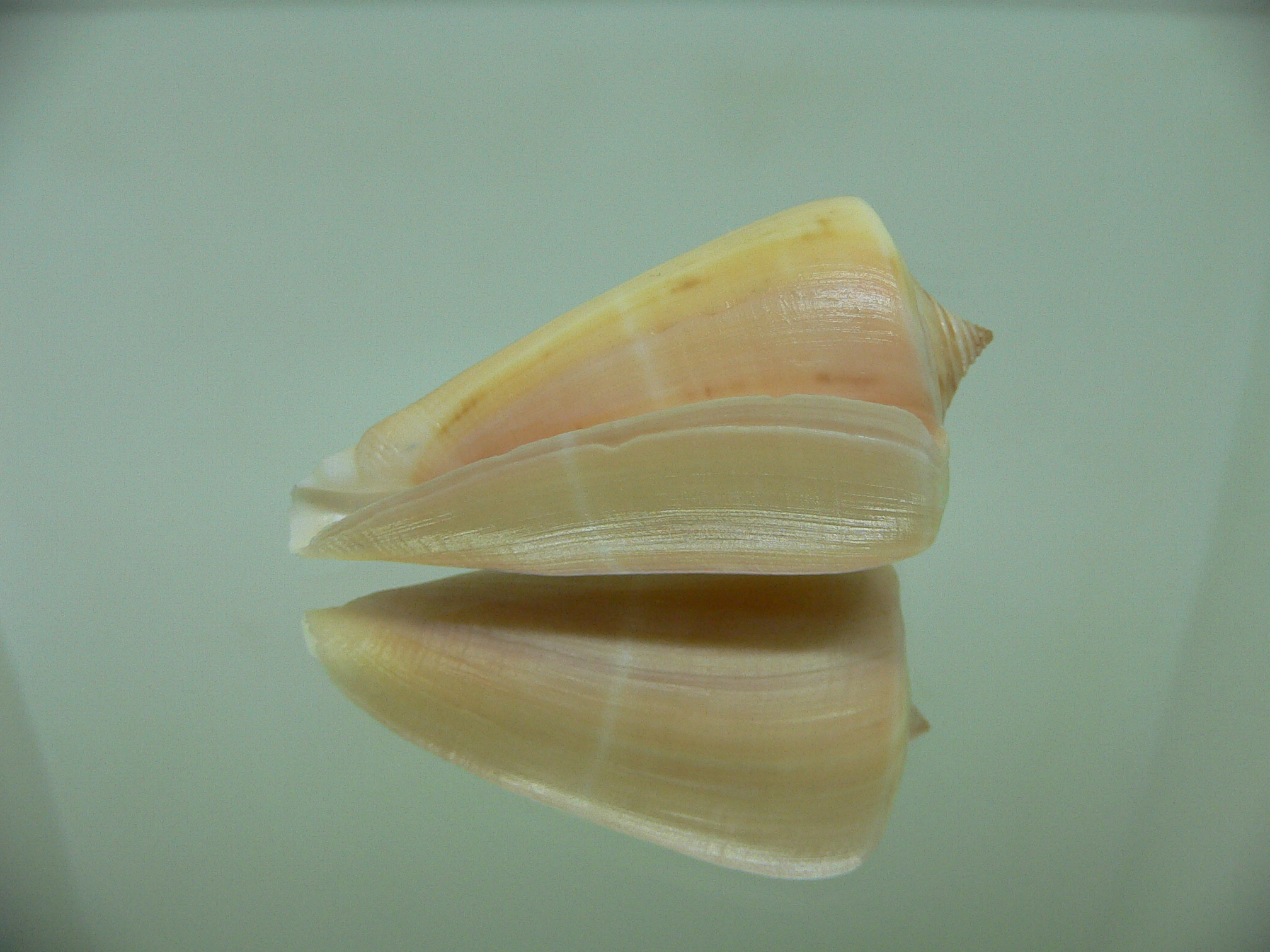 Conus virgatus