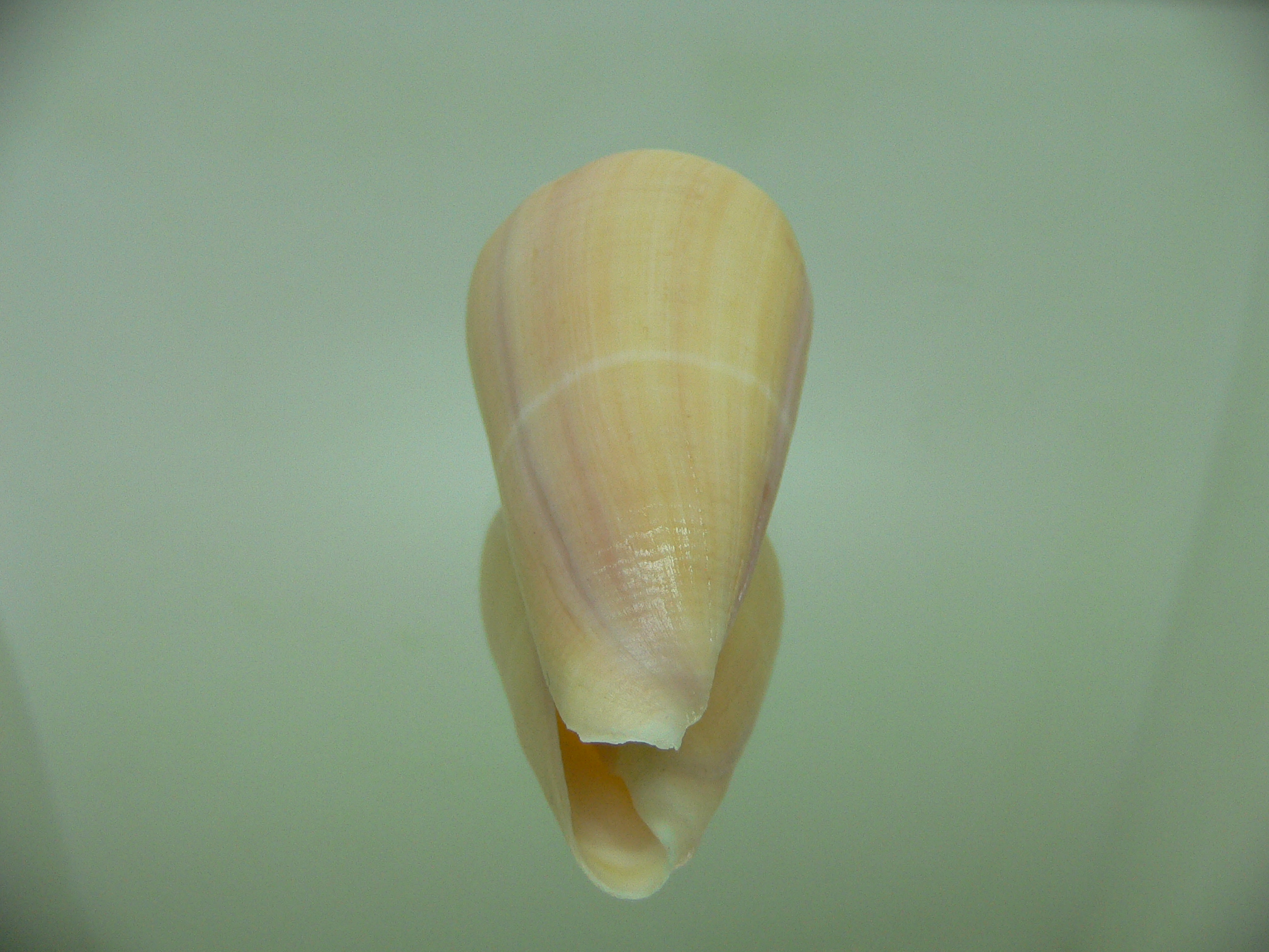 Conus virgatus