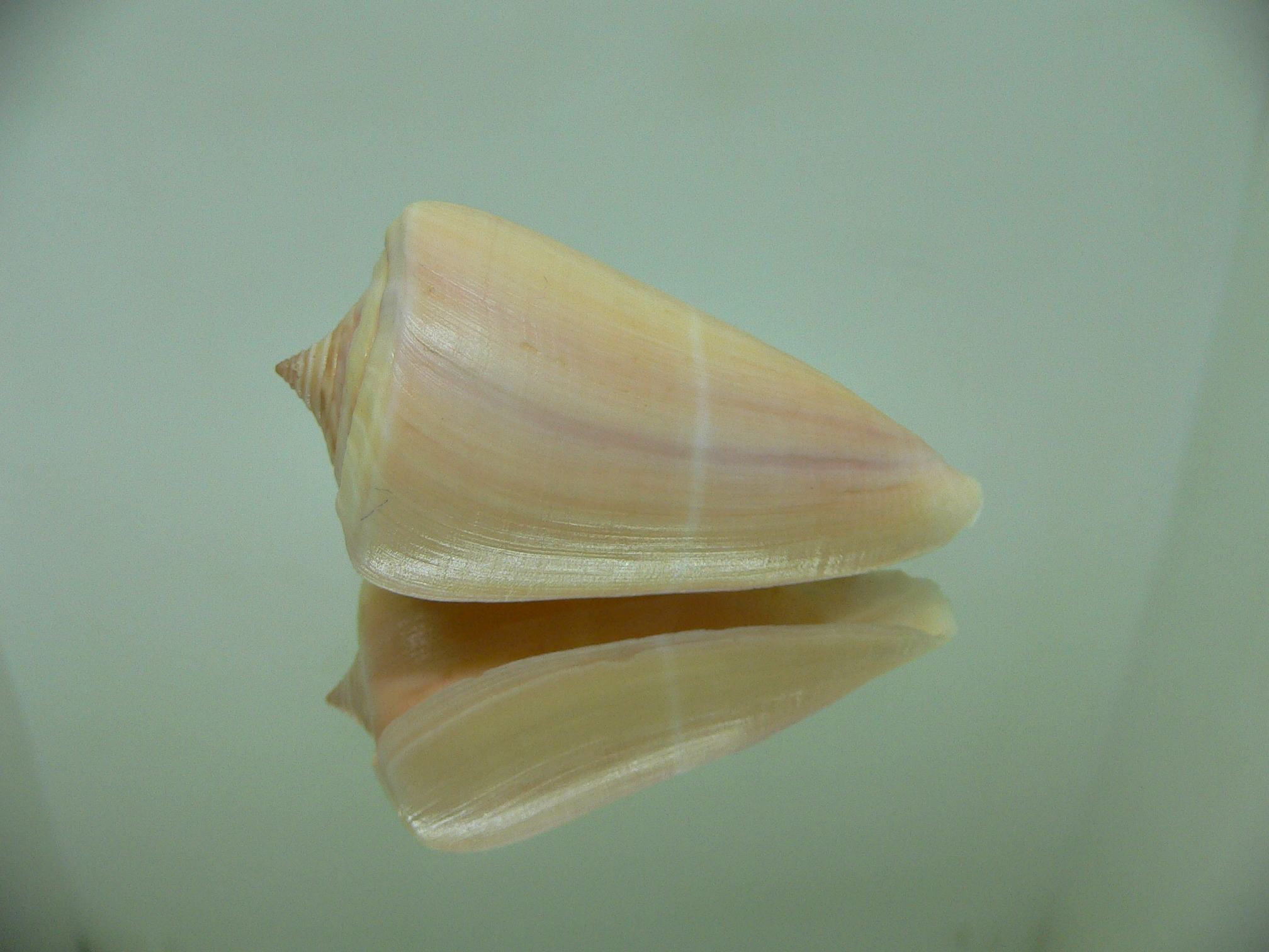 Conus virgatus