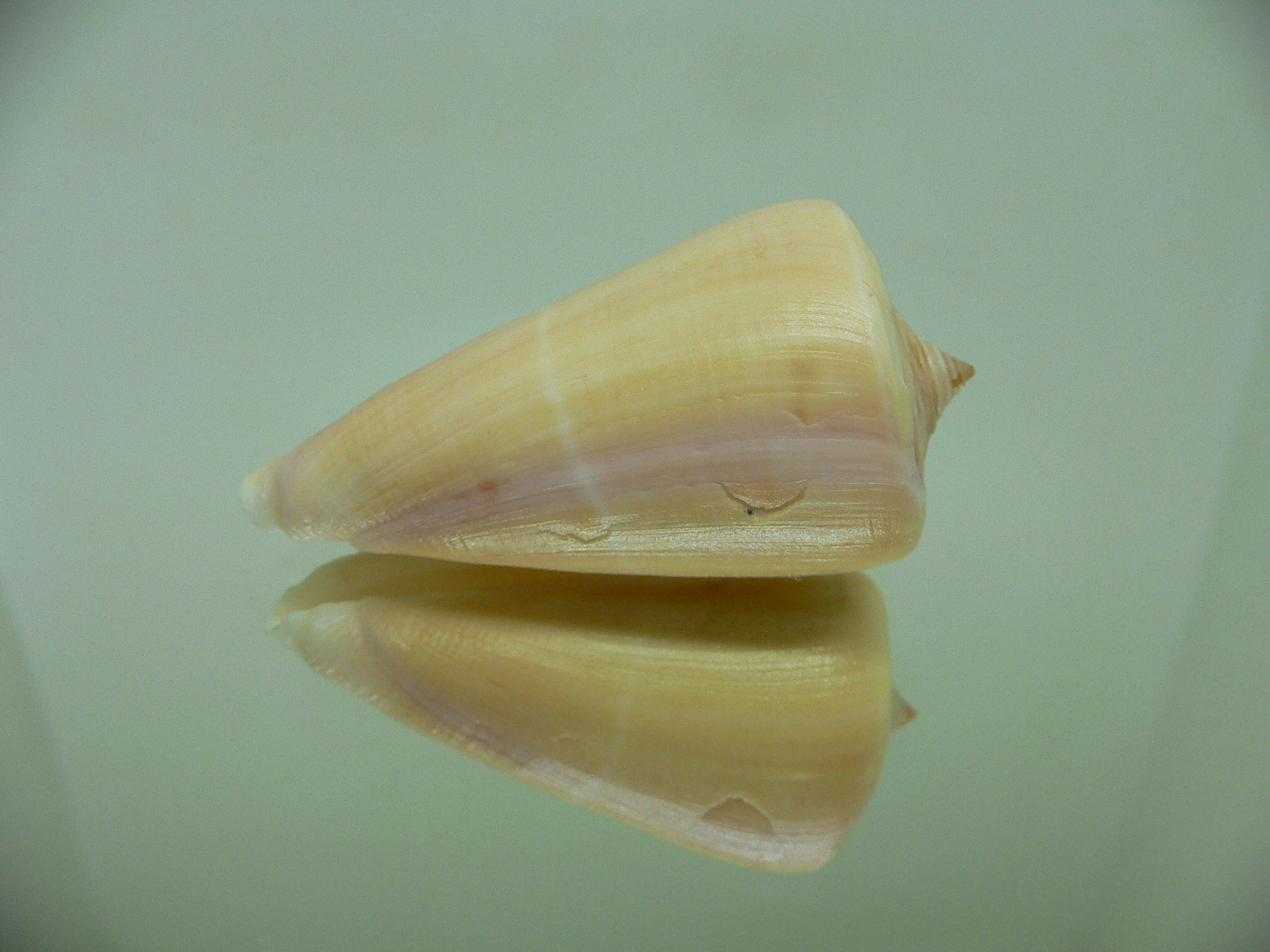 Conus virgatus