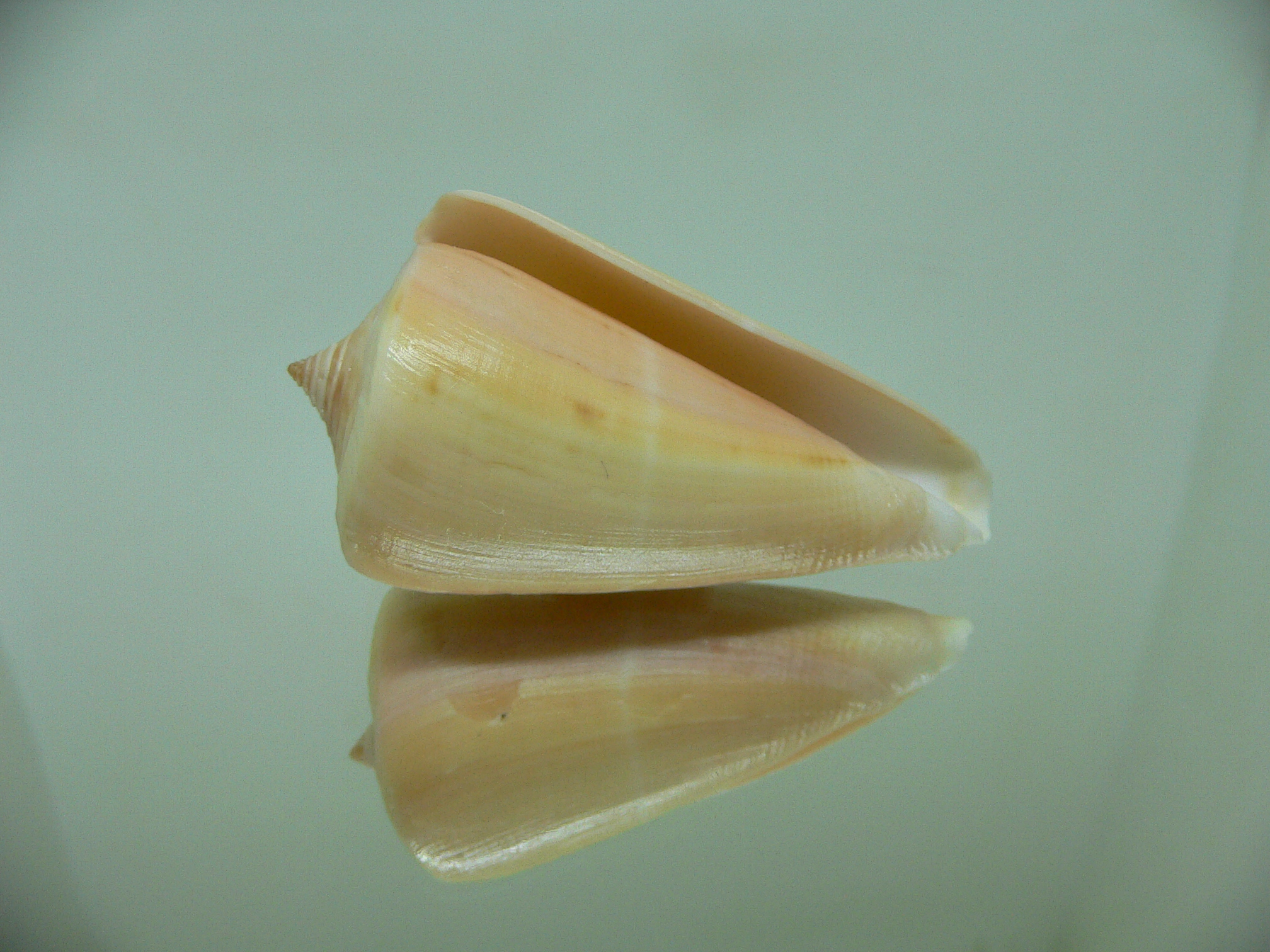 Conus virgatus