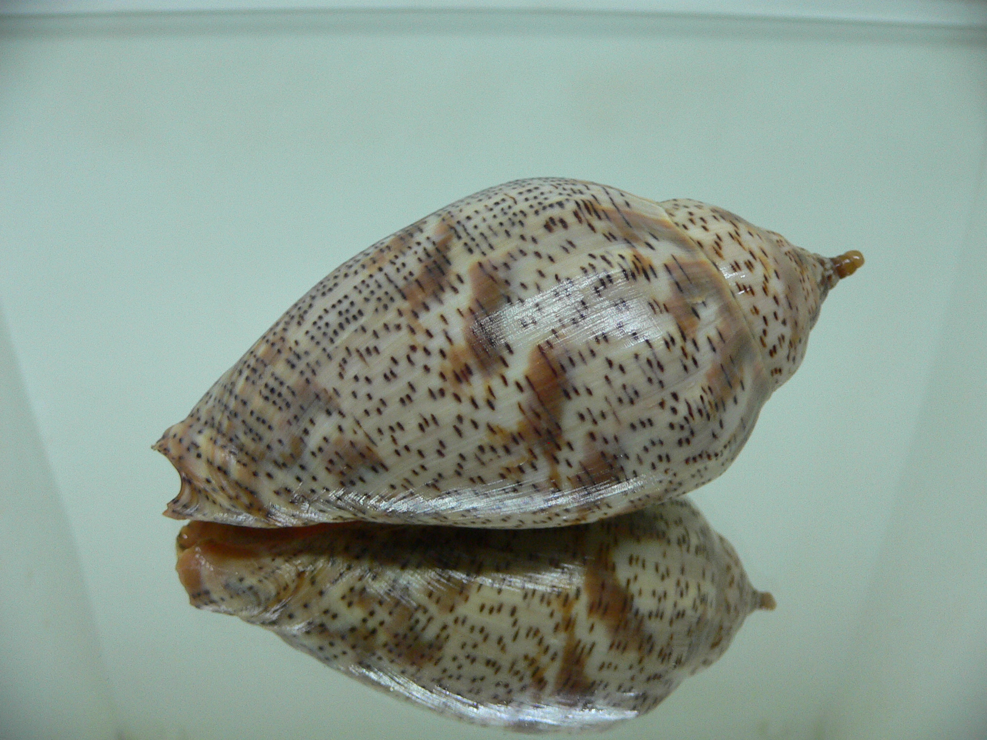 Harpulina lapponica lapponica BIG