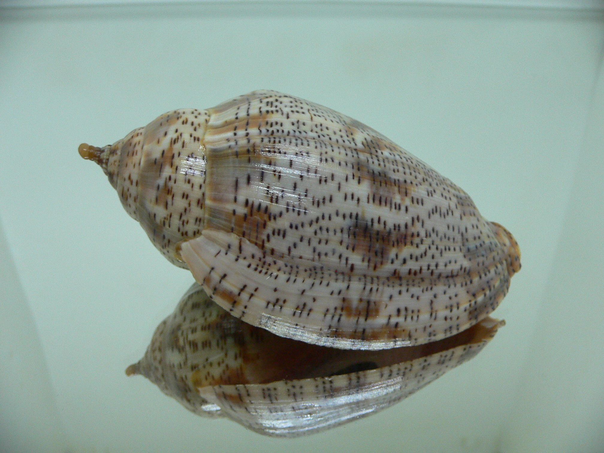 Harpulina lapponica lapponica BIG