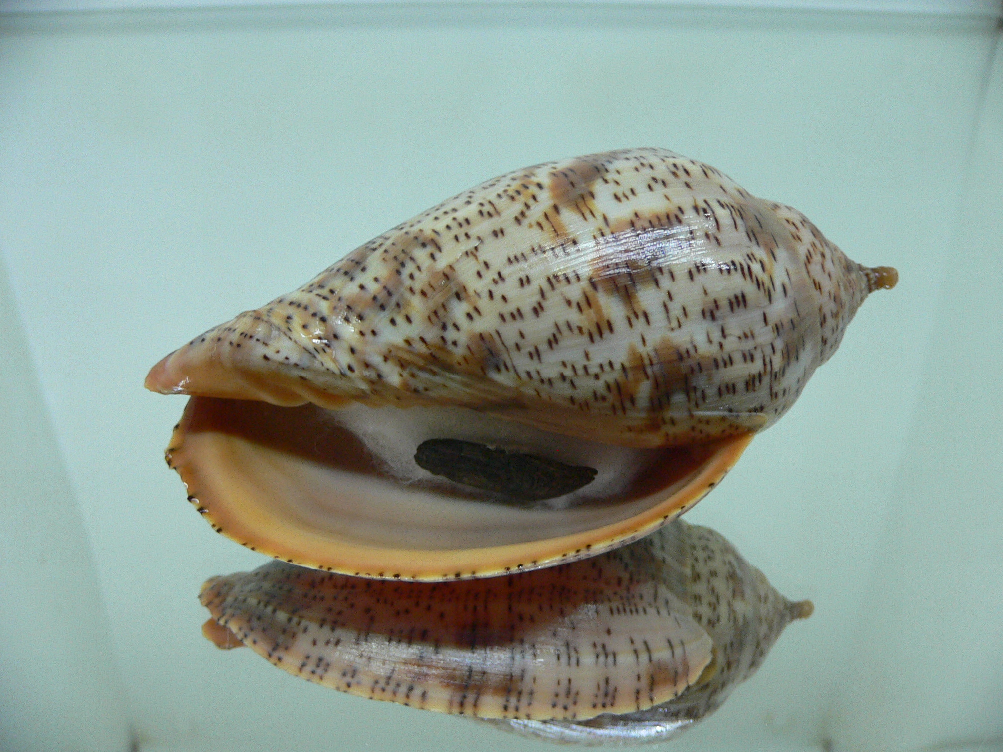 Harpulina lapponica lapponica BIG