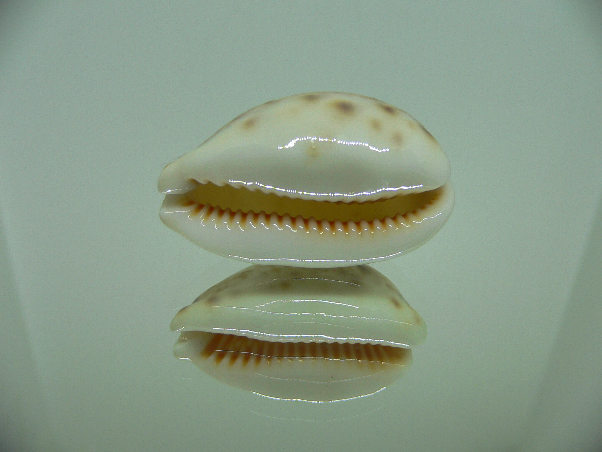 Cypraea lynx vanelli (var.) LIGHT & BEAUTIFUL