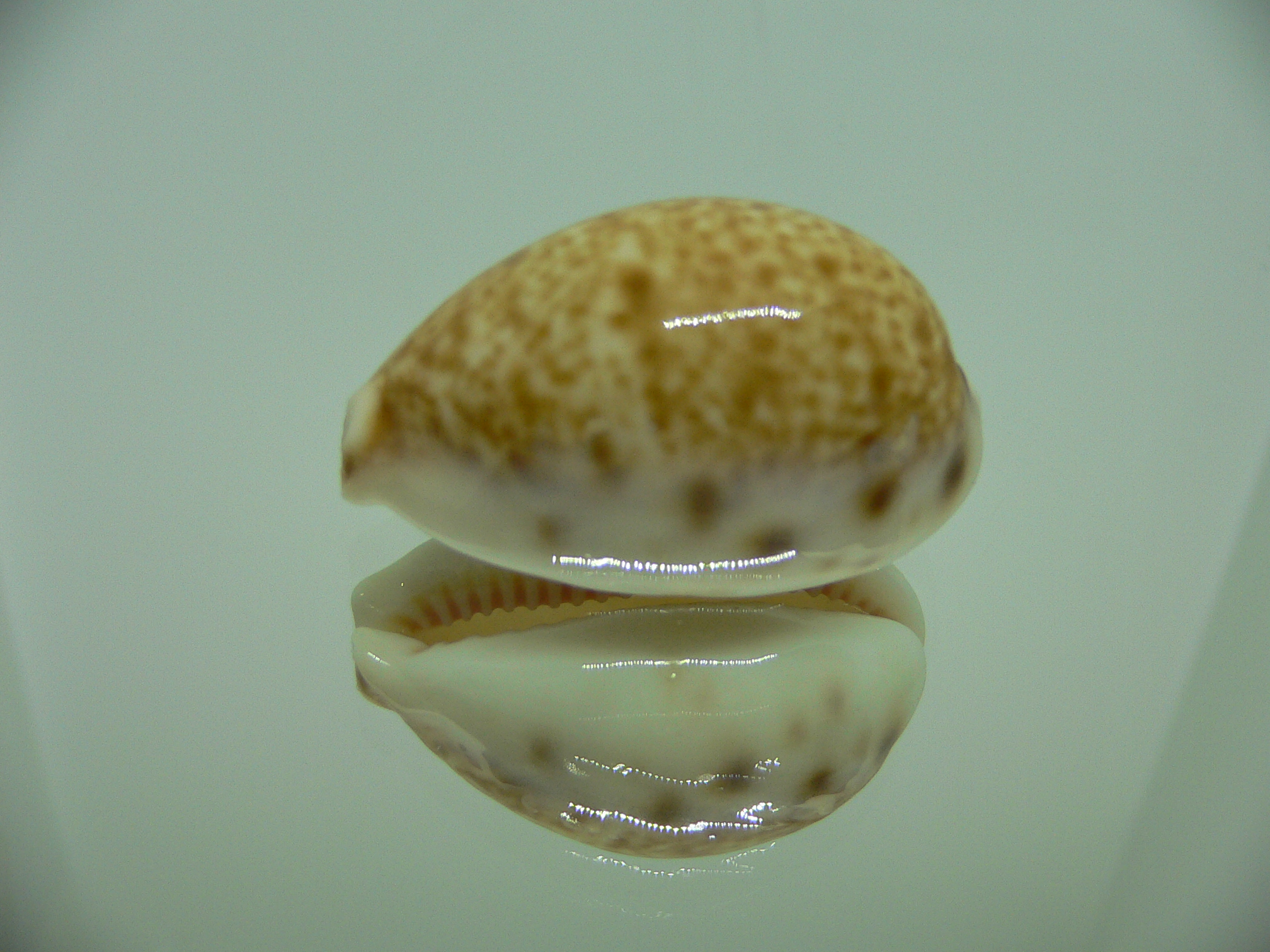 Cypraea lynx vanelli (var.) LIGHT & BEAUTIFUL