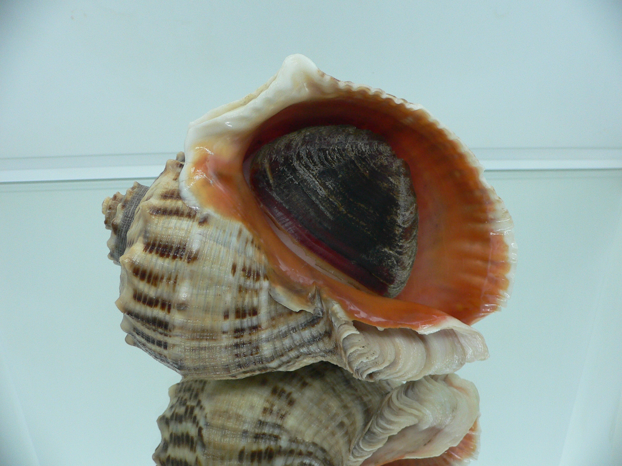 Rapana venosa SUPER